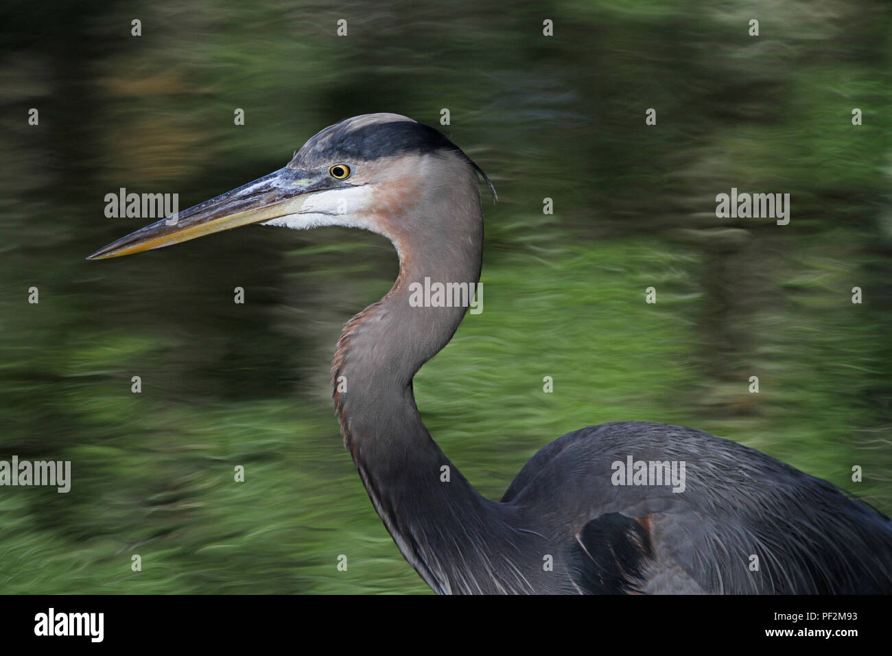 Airone blu in piedi in un Kiawah Island, South Carolina, stagno. Foto Stock