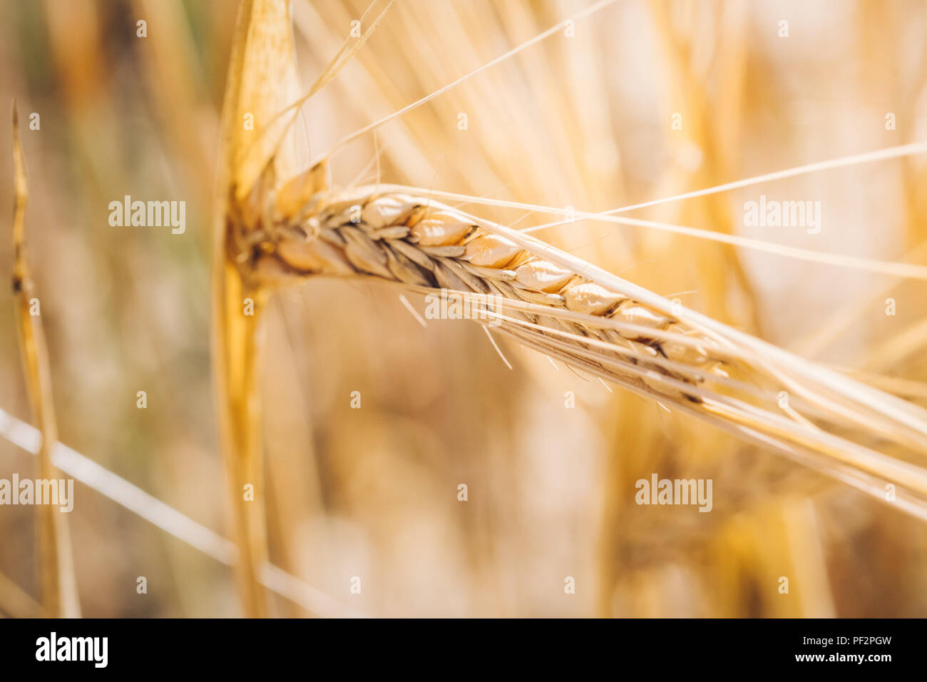 Mature orzo cresce in un campo. Shot dettagliati nella luce del sole dorato. Molti dettagli visibili i piccoli semi e parti di pianta. Foto Stock