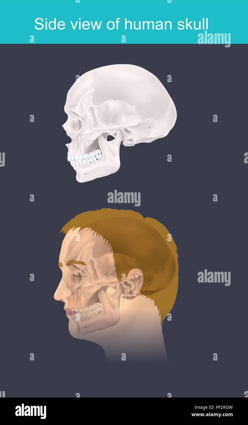 Vista laterale del cranio umano. Illustrazione ed infografico. Illustrazione Vettoriale