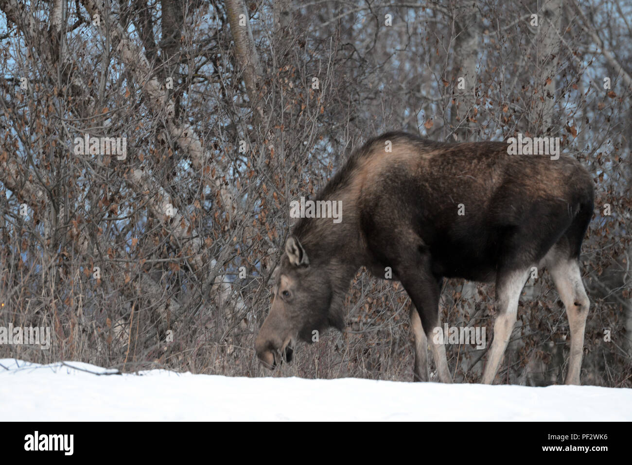 Un alce lambisce vicino al Cherry Hill alloggiamento comunità a base comune Elmendorf-Richardson, Alaska, 22 febbraio 2016. Secondo il Dipartimento di Alaska di pesce e di selvaggina, più persone sono rimaste ferite da alci di orsi. (U.S. Air Force foto di Airman 1. Classe Javier Alvarez) Foto Stock