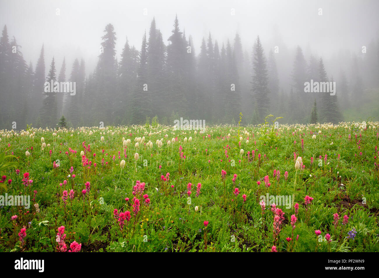 WA14796-00...WASHINGTON - prato e alberi in un giorno di nebbia al Lago Tipsoo in Mount Rainier National Park. Foto Stock