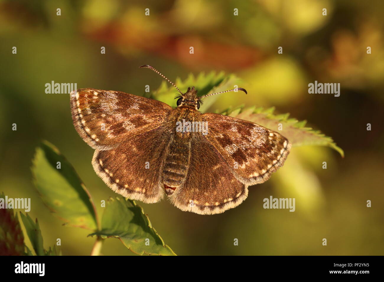 Squallido Skipper Butterfly Foto Stock