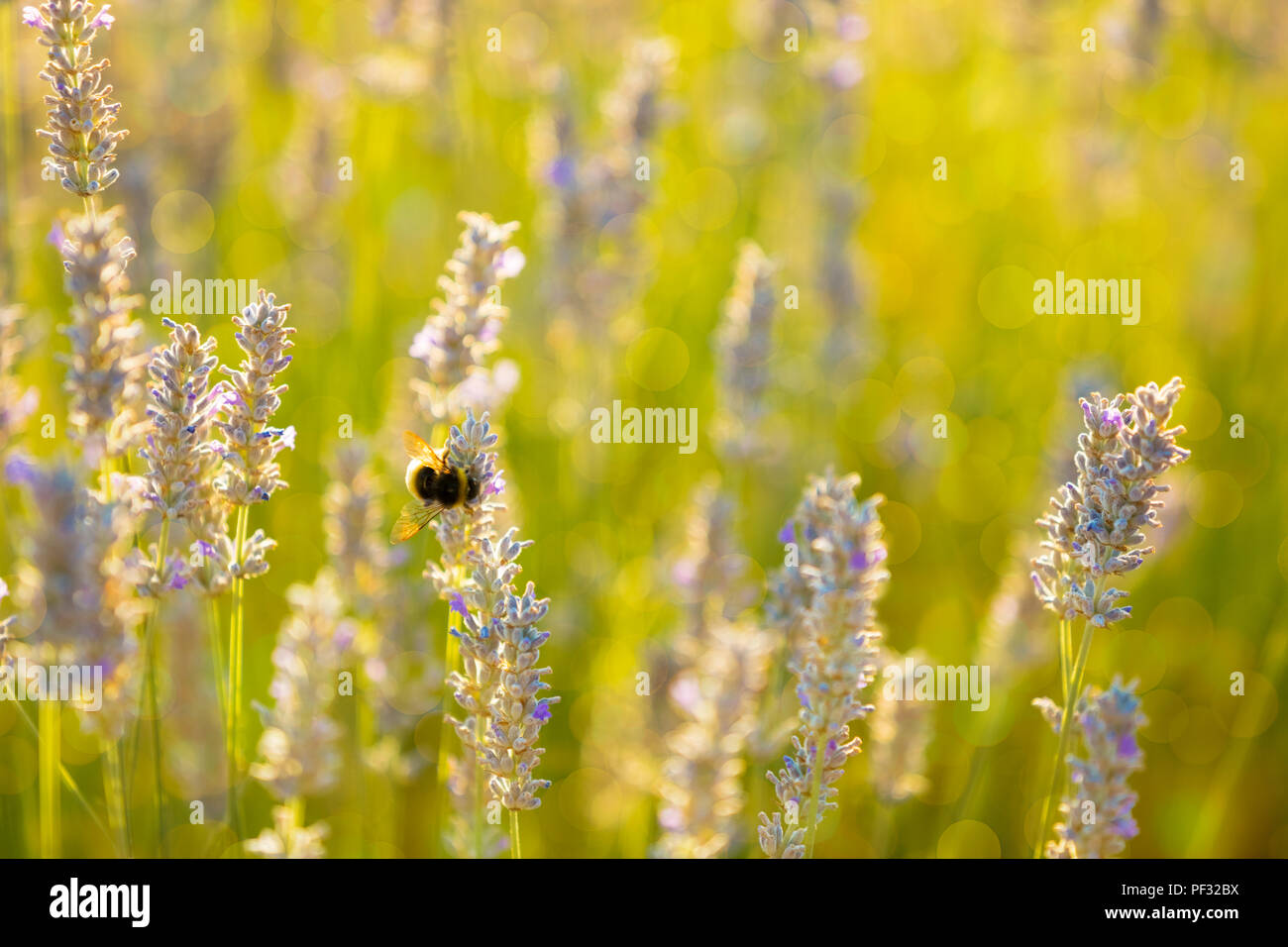 Bumblee in un campo di lavanda in estate. Foto Stock