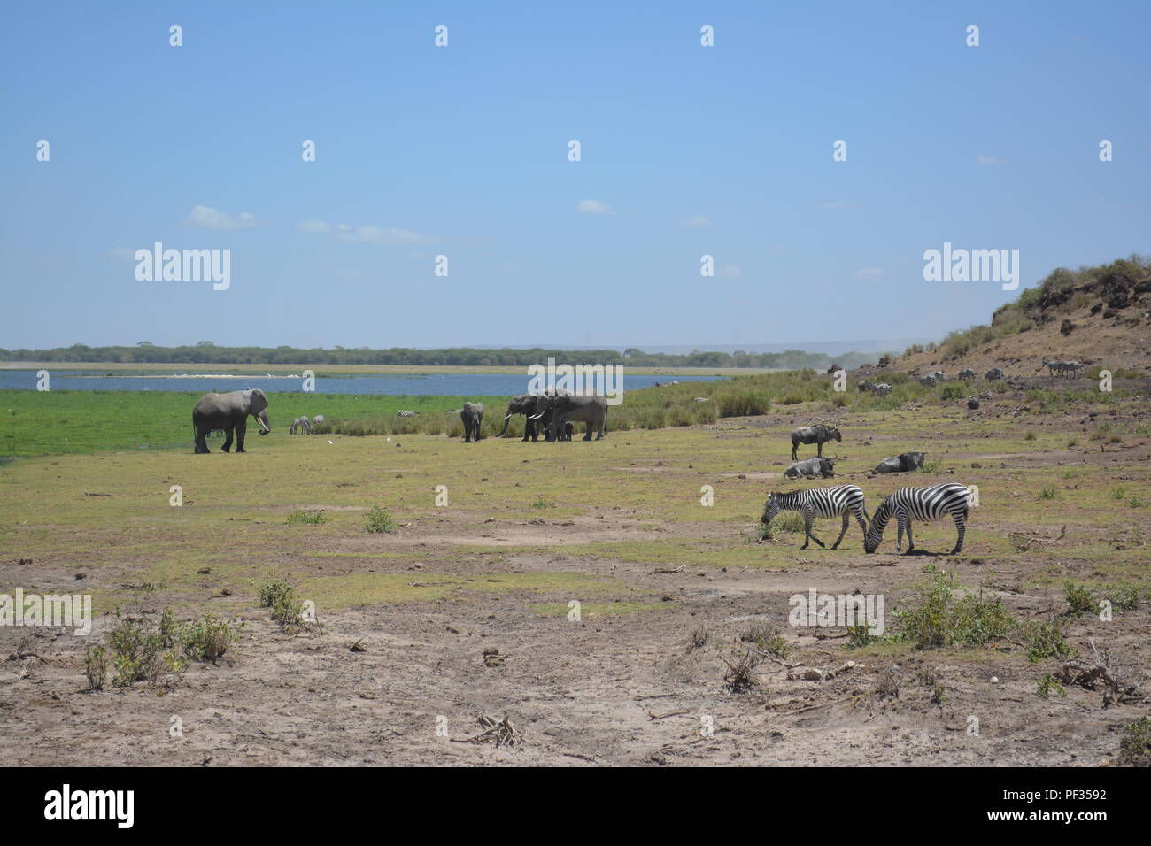 Vista attraverso le praterie del Kenya Foto Stock