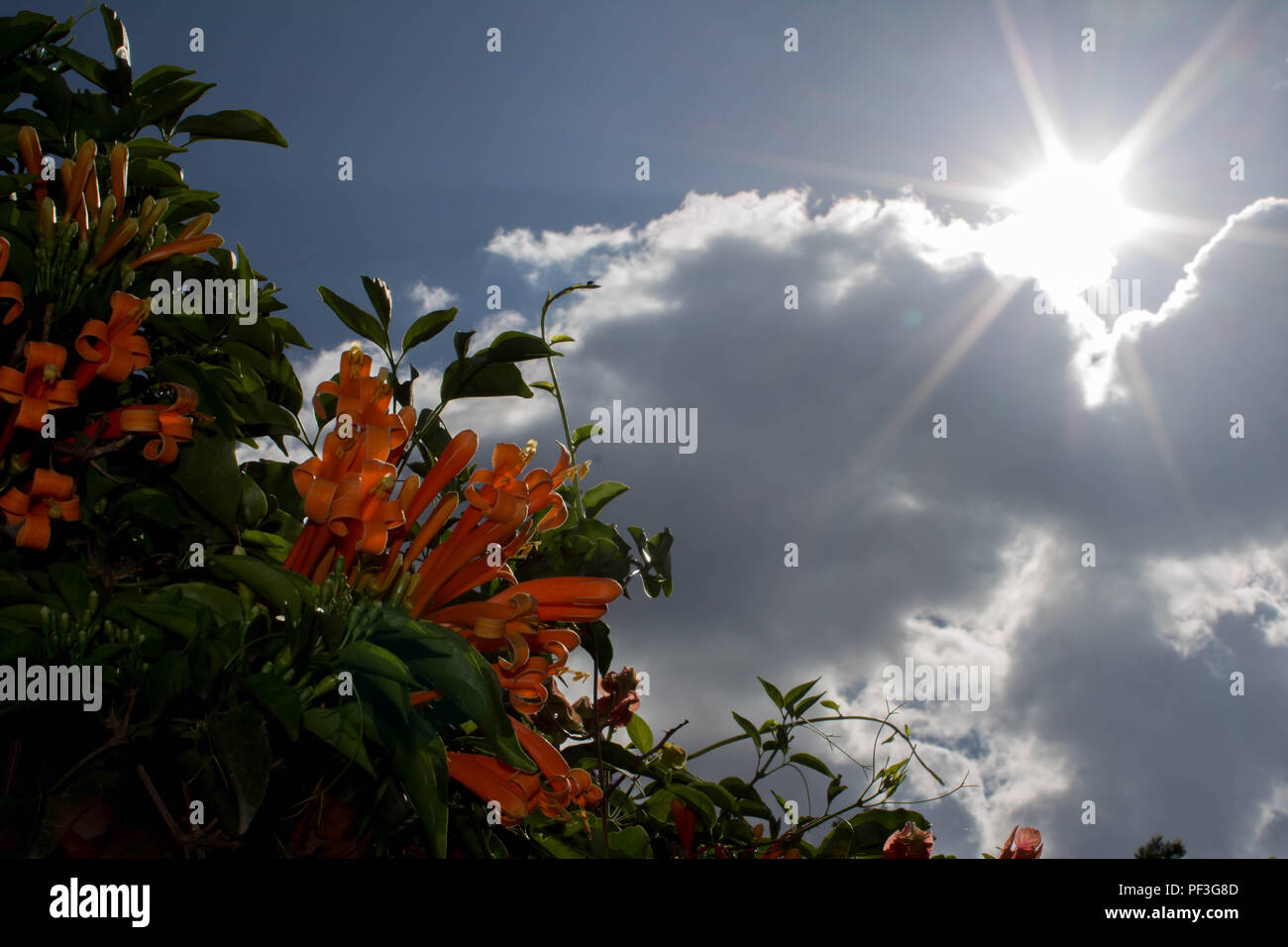 Un fiore di arancia che cresce in una giungla guatemalteca Foto Stock