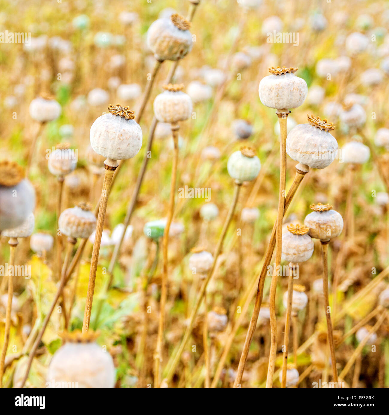 Primo piano di molte teste di papavero nel campo di papavero pronto per il raccolto Foto Stock