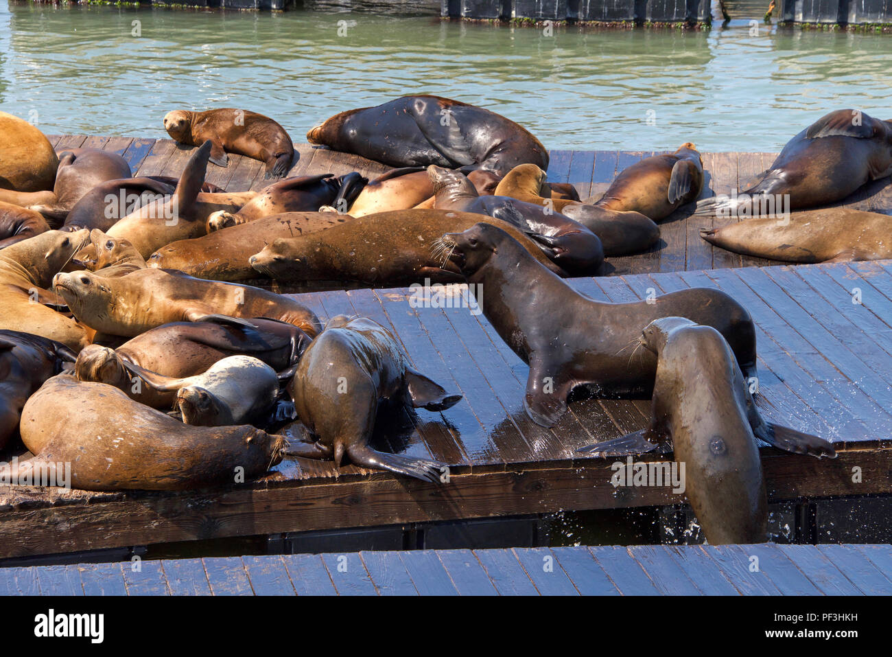 I leoni di mare issati su piattaforme in legno. Piuttosto che rimanere nell'acqua, pinnipedi haul-out sulla terra o mare-ghiaccio per motivi quali la riproduzione e Foto Stock