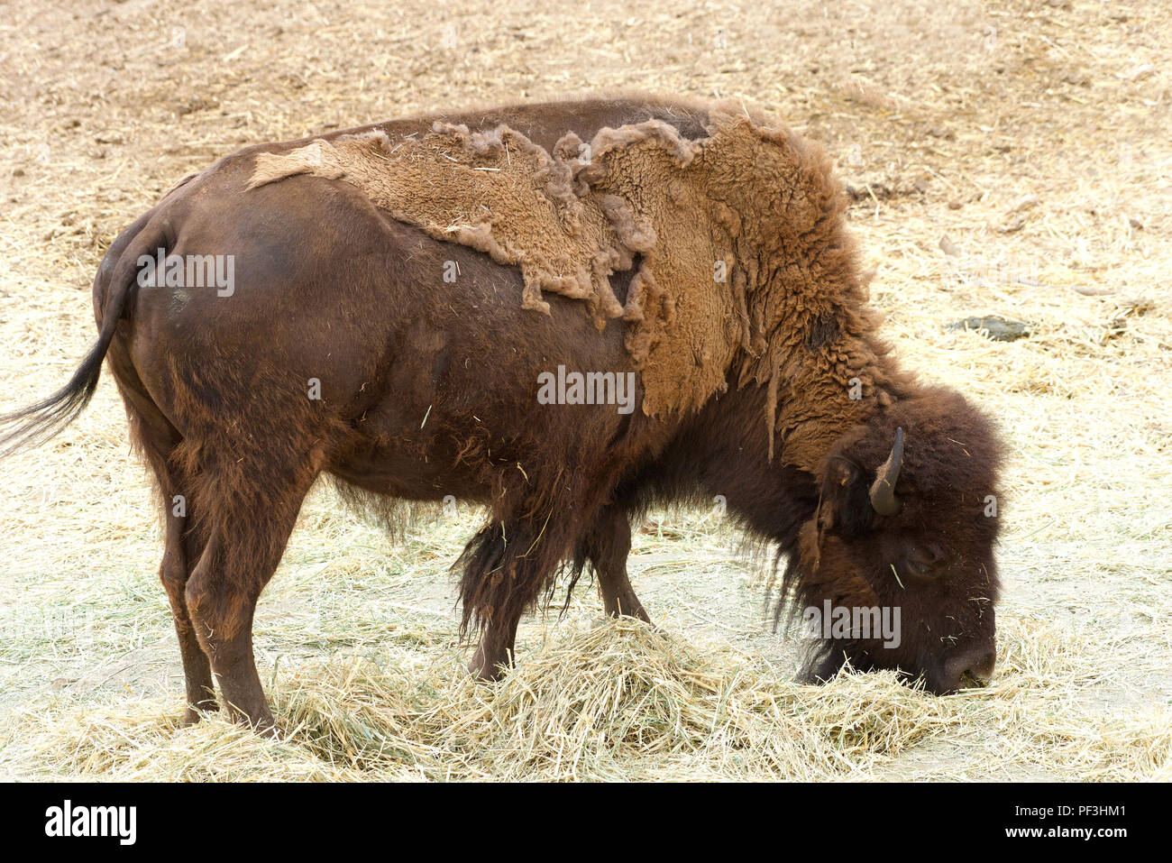 Bisonti americani in piedi mangiare erba fieno. I bisonti americani, noto come il bufalo americano o semplicemente di Buffalo, è un North American specie di bison. Foto Stock Bisonti americani in piedi mangiare erba fieno. I bisonti americani, noto come il bufalo americano o semplicemente di Buffalo, è un North American specie di bison. Foto Stock