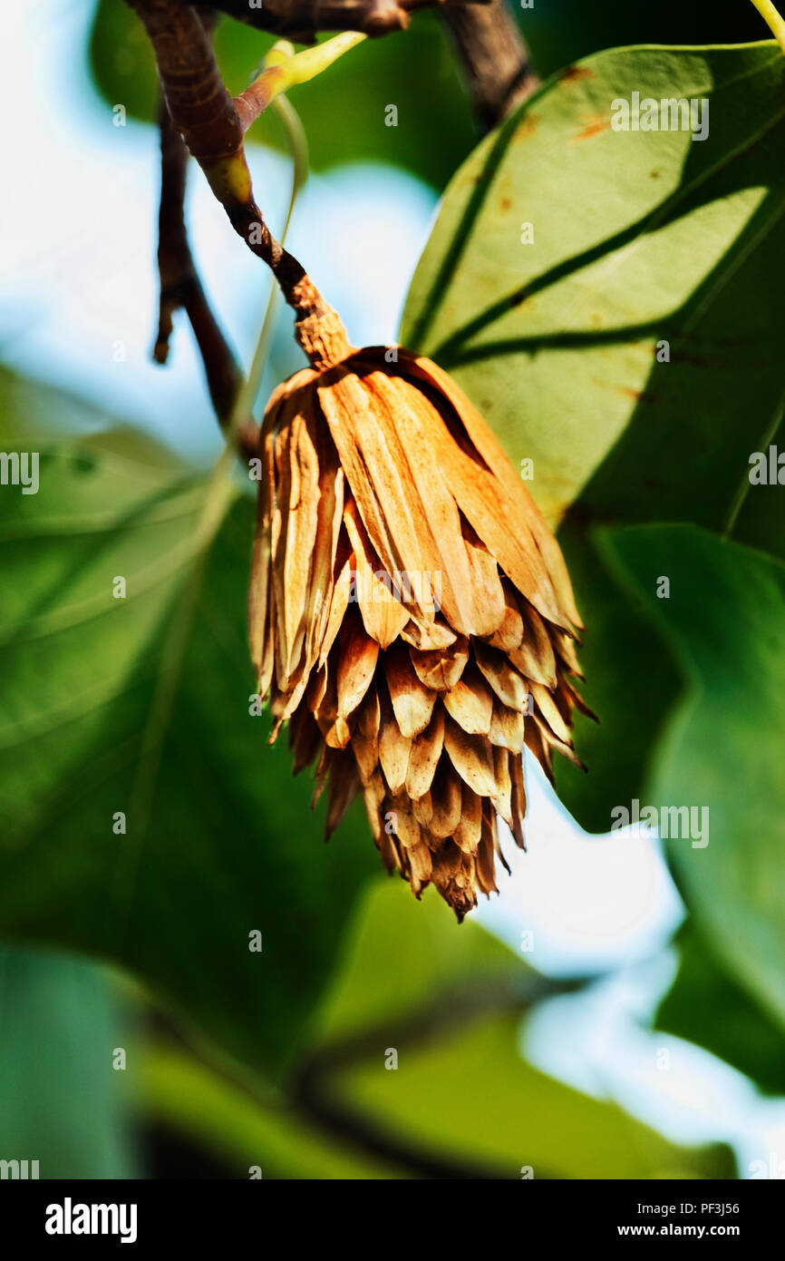Tulip tree ,liriodendron tulipifera , un piccolo seme tulip cono tra le foglie ,il fuoco selettivo ,colori saturi ,le gradazioni di colore Foto Stock