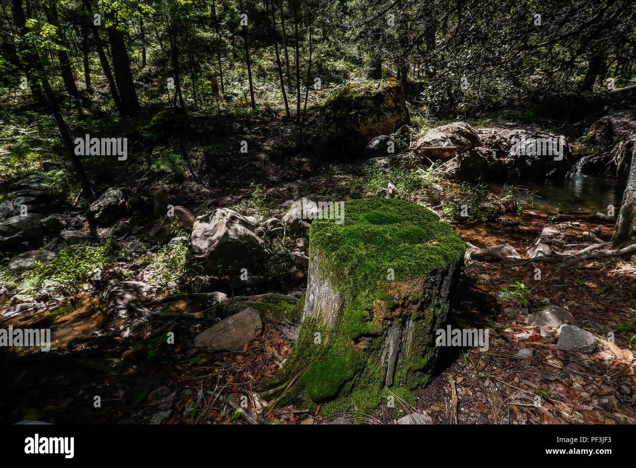 Tronco de madera con musgo un onu lado de onu Arroyo. Tronco di legno con moss sul lato di un flusso..... ........... ........... Expedición scoperta Madrense de GreaterGood ORG que recaba datos que sirven como información de referencia para entender mejor las Relaciones biológicas del Archipiélago Madrense y se usan para proteger y conservar las tierras vírgenes de las Islas Serranas Sonorenses. Expedición binacional aye une un colaboradores de México y Estados Unidos con experiencias y especialidades de las Ciencias biológicas variadas, con la intención de aprender lo más posibl Foto Stock