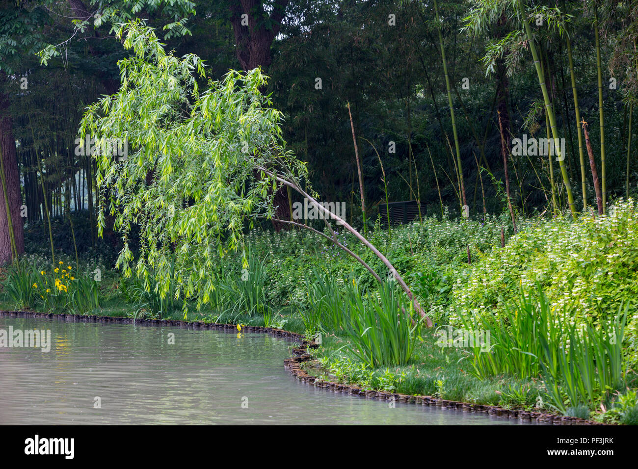 Yangzhou, Jiangsu, Cina. Fogliame lungo il litorale, snello West Lake Park. Foto Stock