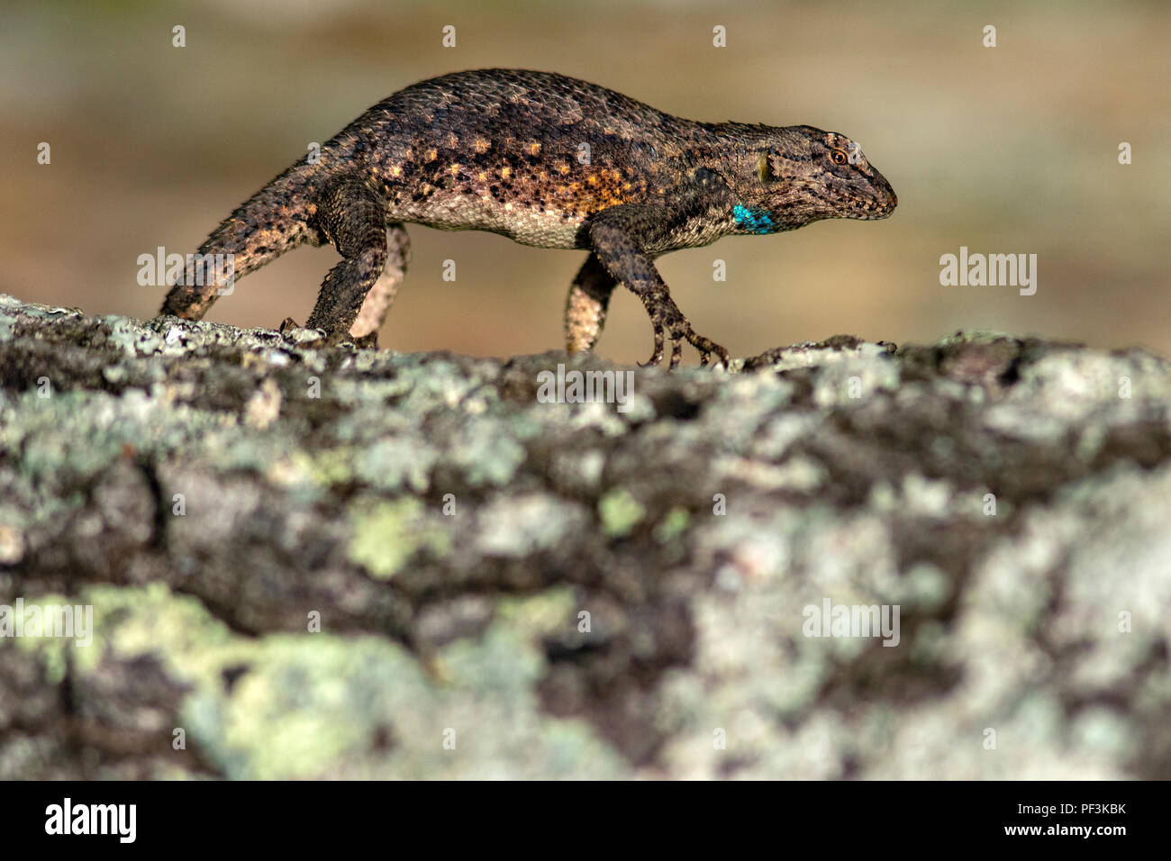 Recinzione orientale Lizard (Sceloporus undulatus) visualizzazione - Giardino degli dèi deserto, Shawnee National Forest, Southern Illinois, Stati Uniti d'America Foto Stock