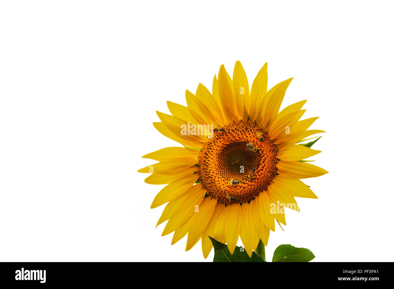 Api mellifere, Apis mellifera, sui semi di girasole e di impollinazione nettare di raccolta Foto Stock