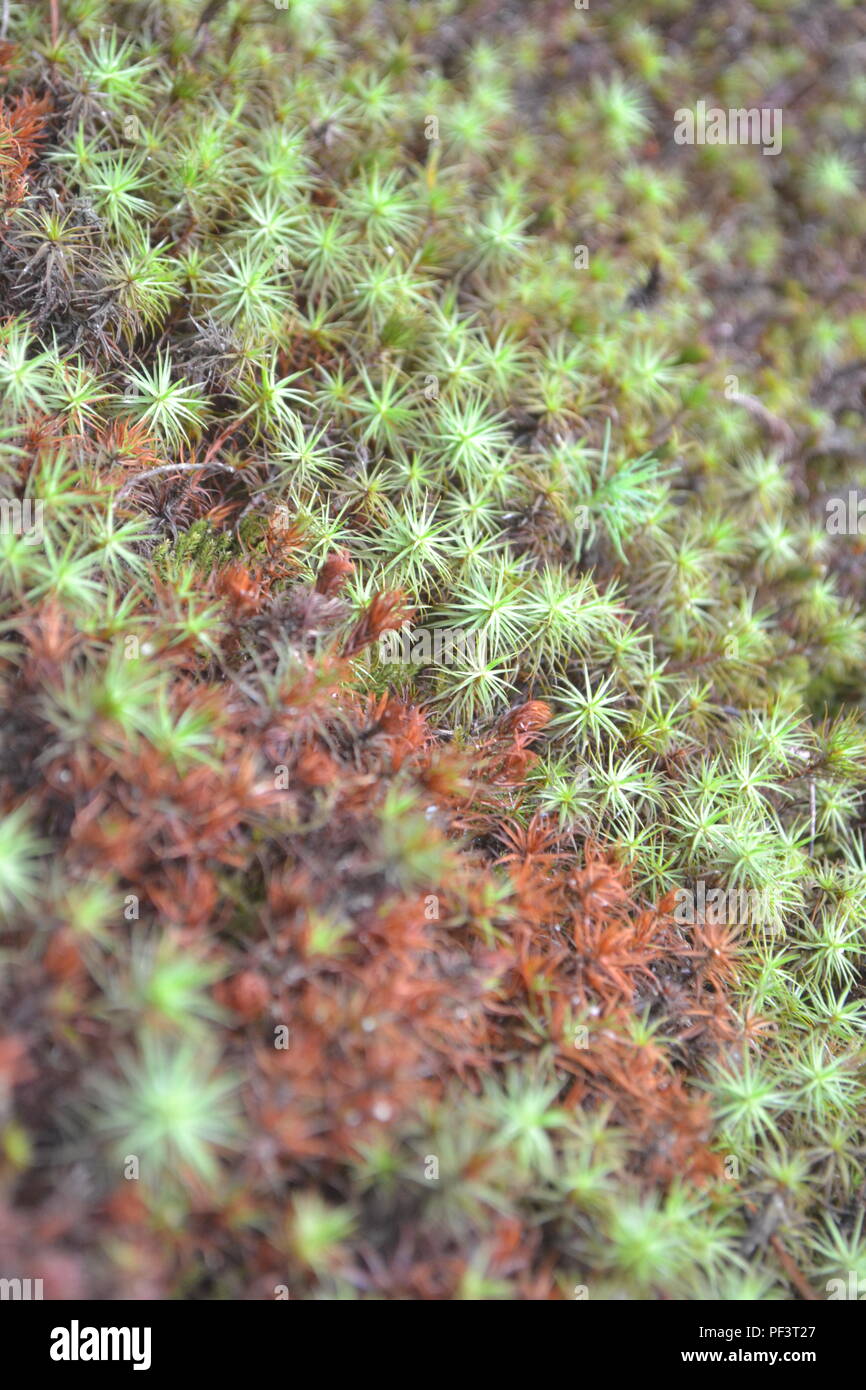 Erba colorata per lo sfondo Foto Stock