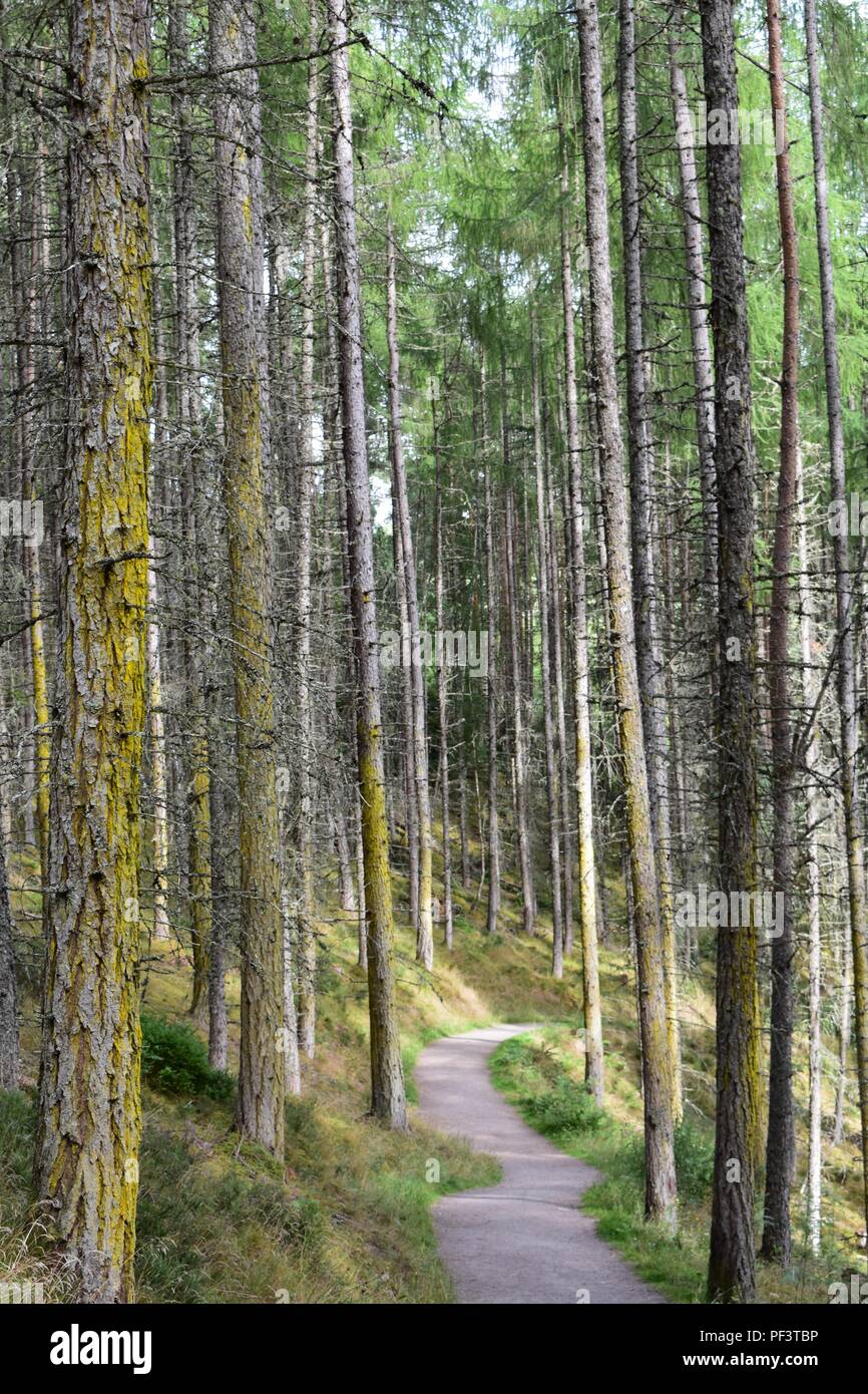 Pino silvestre alberi a Rogie Falls, A835, a Strathpeffer, Scozia Foto Stock