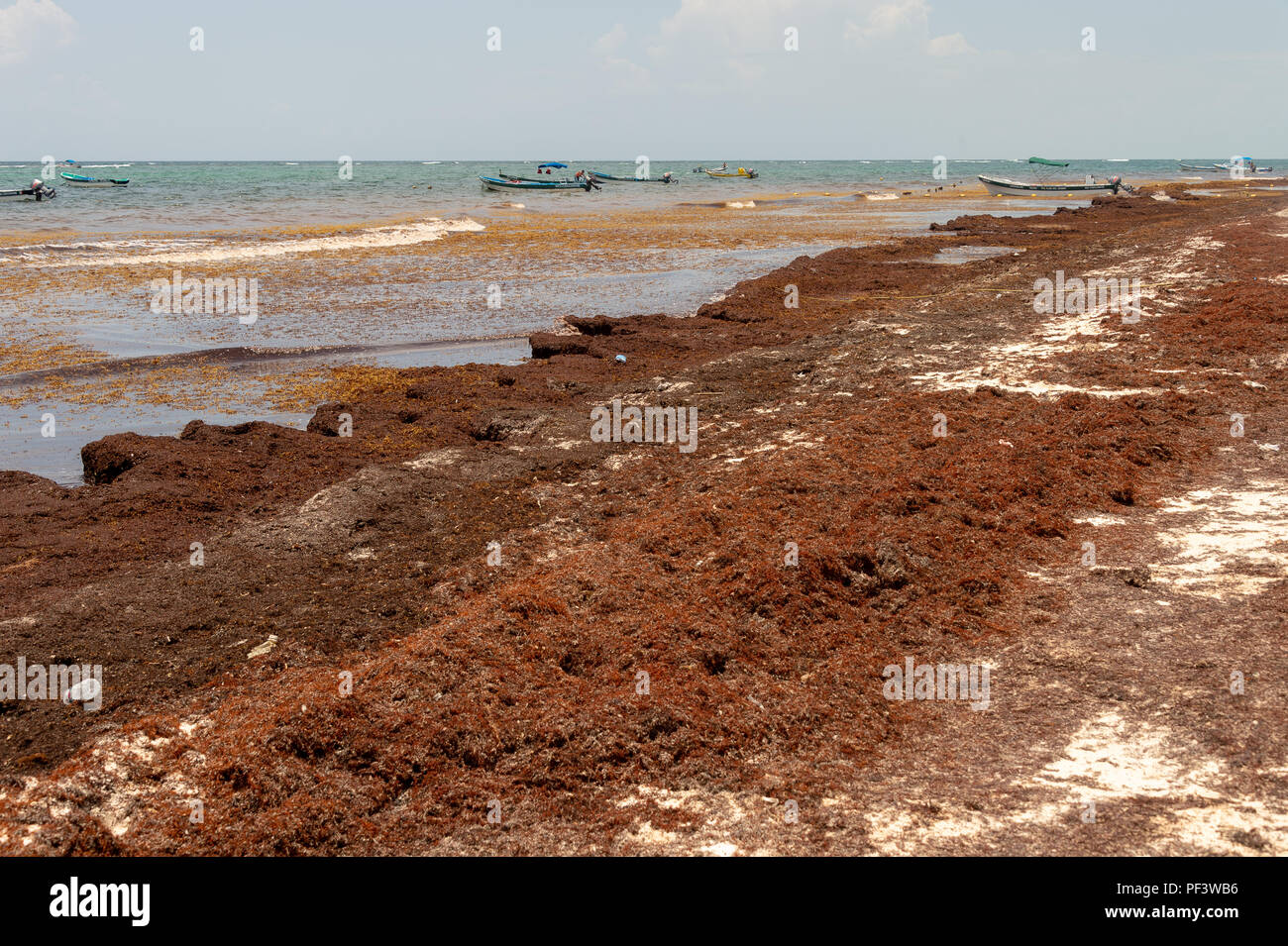 Tulum, Messico - 12 August 2018: le patch di alghe Sargassum presso la spiaggia di Tulum. Foto Stock