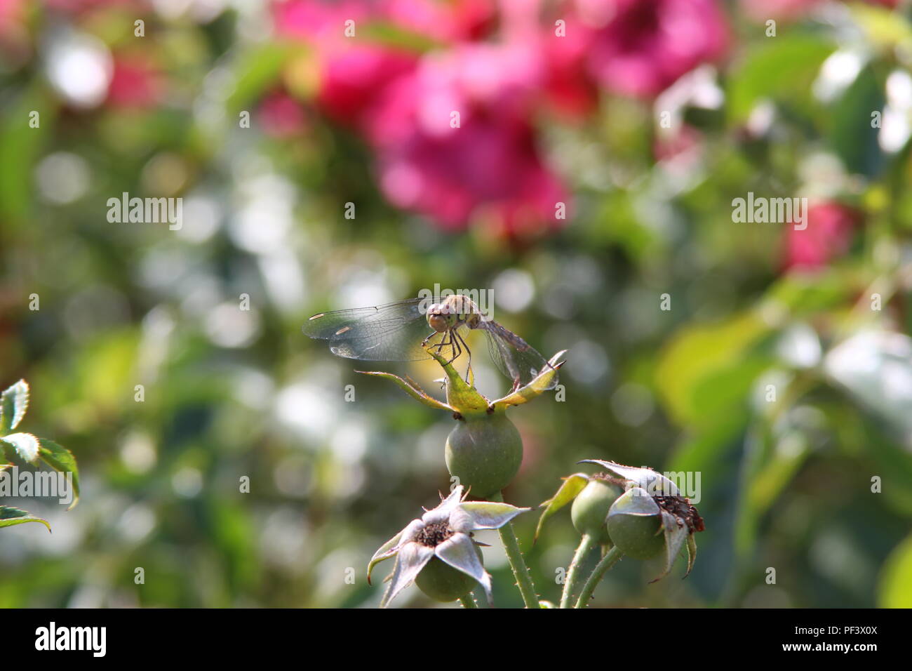 Libellula verde su un impianto Foto Stock