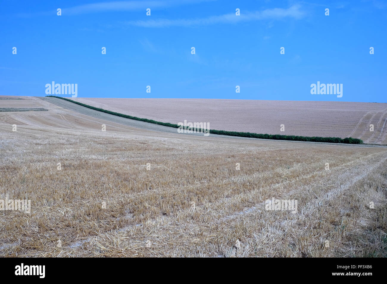 Un verde lunga siepe sottili tagli attraverso il centro di due campi arati un campo è marrone e le altre è d'oro con cielo blu chiaro in alto a questo Foto Stock