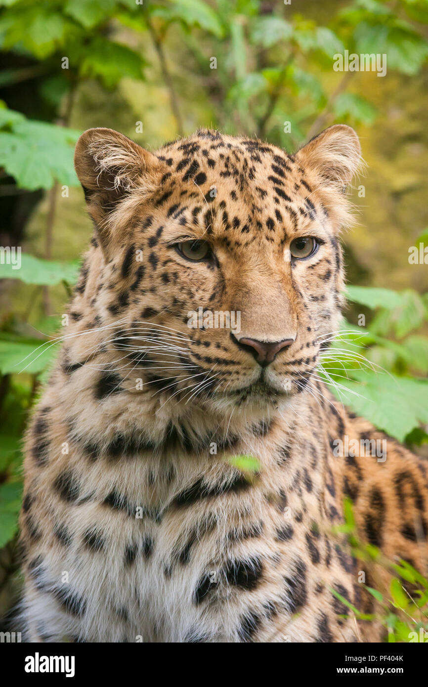 Amur Leopard presso lo Zoo di Edimburgo, Scozia. Foto Stock