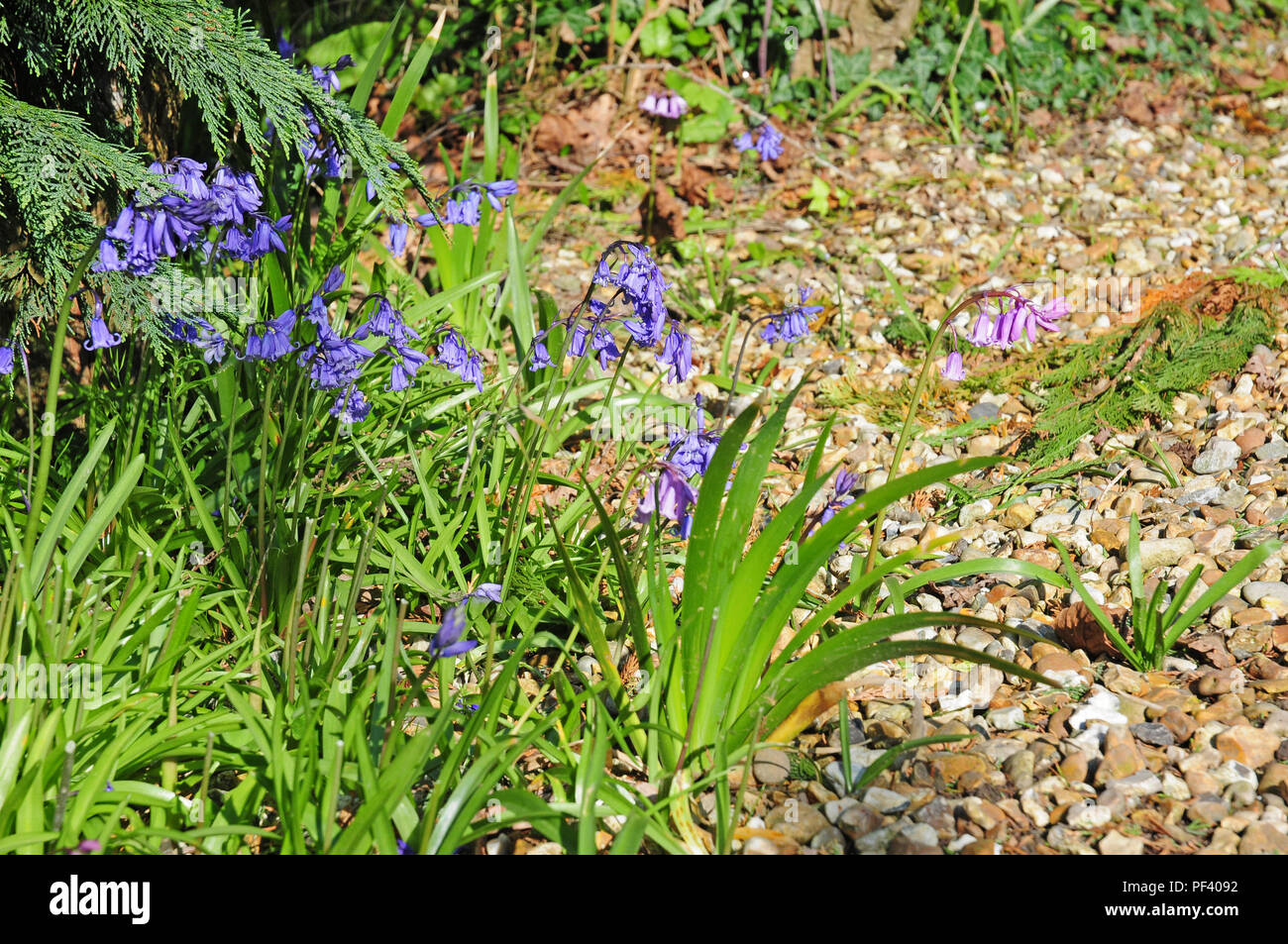 Inglese bluebells, Hyacinthoides non scripta, con due quelli rosa. Foto Stock