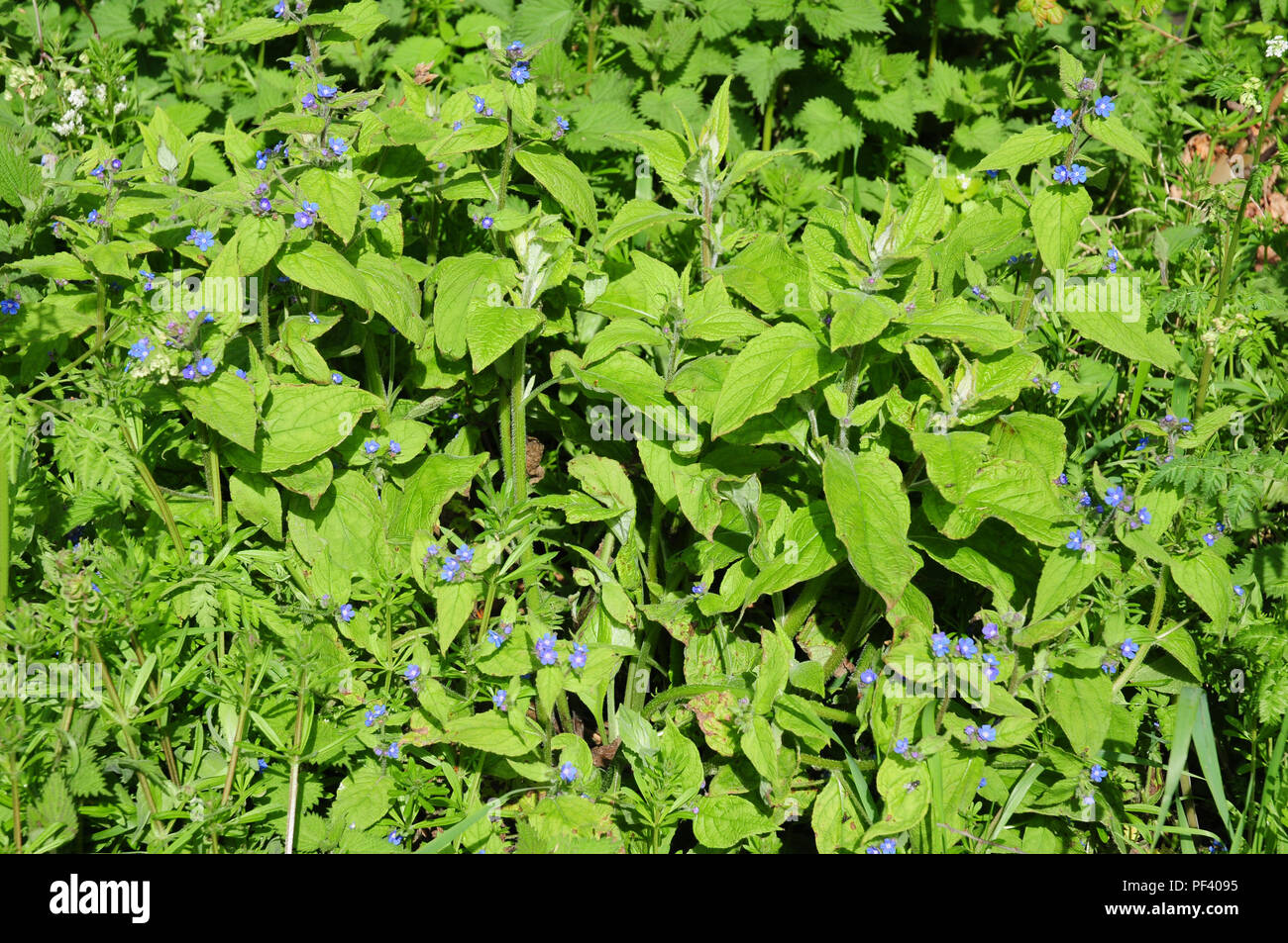 Verde, alkanet Pentaglottis sempervirens arrivando in fiore. Foto Stock