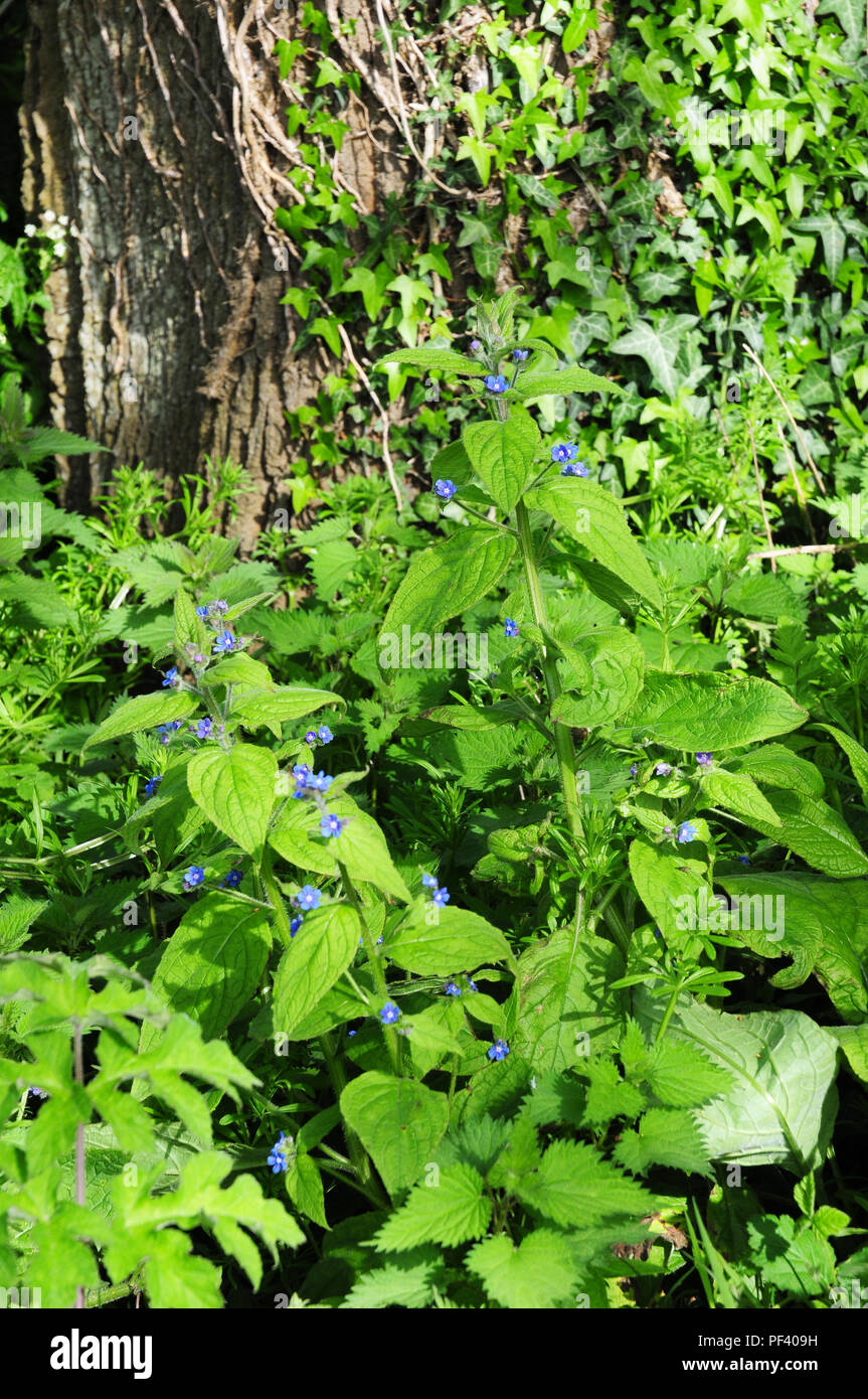 Verde, alkanet Pentaglottis sempervirens che cresce in un campo di margine. Foto Stock