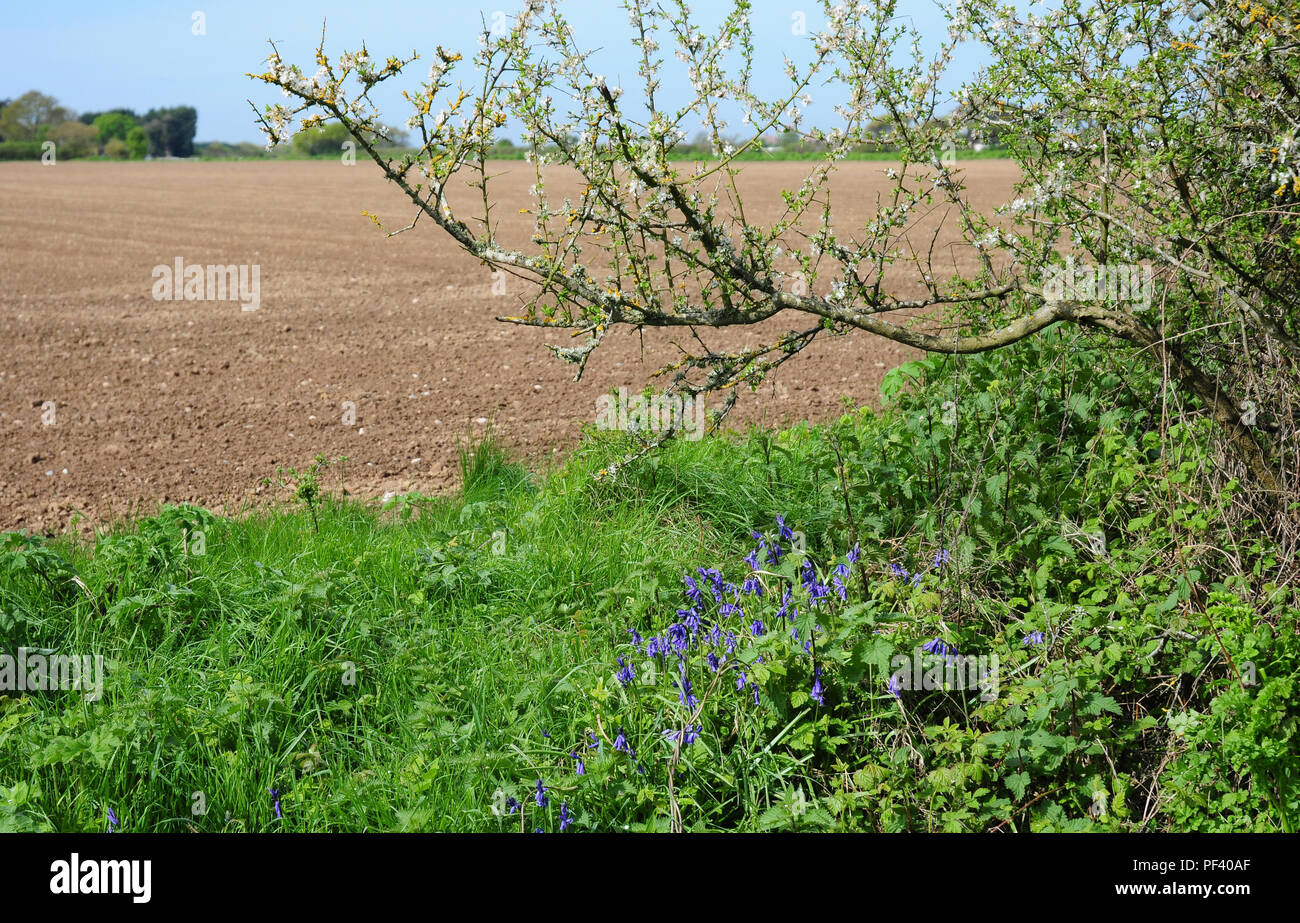 Inglese Bluebells, Hyacinthoides non scripta, crescente n margine campo. Anche Prugnolo Prunus spinosa, arrivando in foglia. Foto Stock