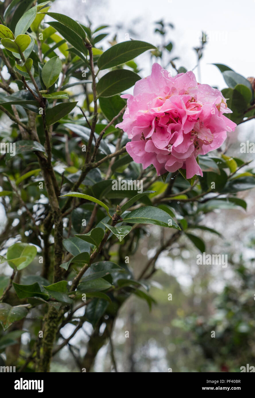 Azalea colore rosa con la caduta di puro dopo la pioggia nel giardino botanico. Foto Stock