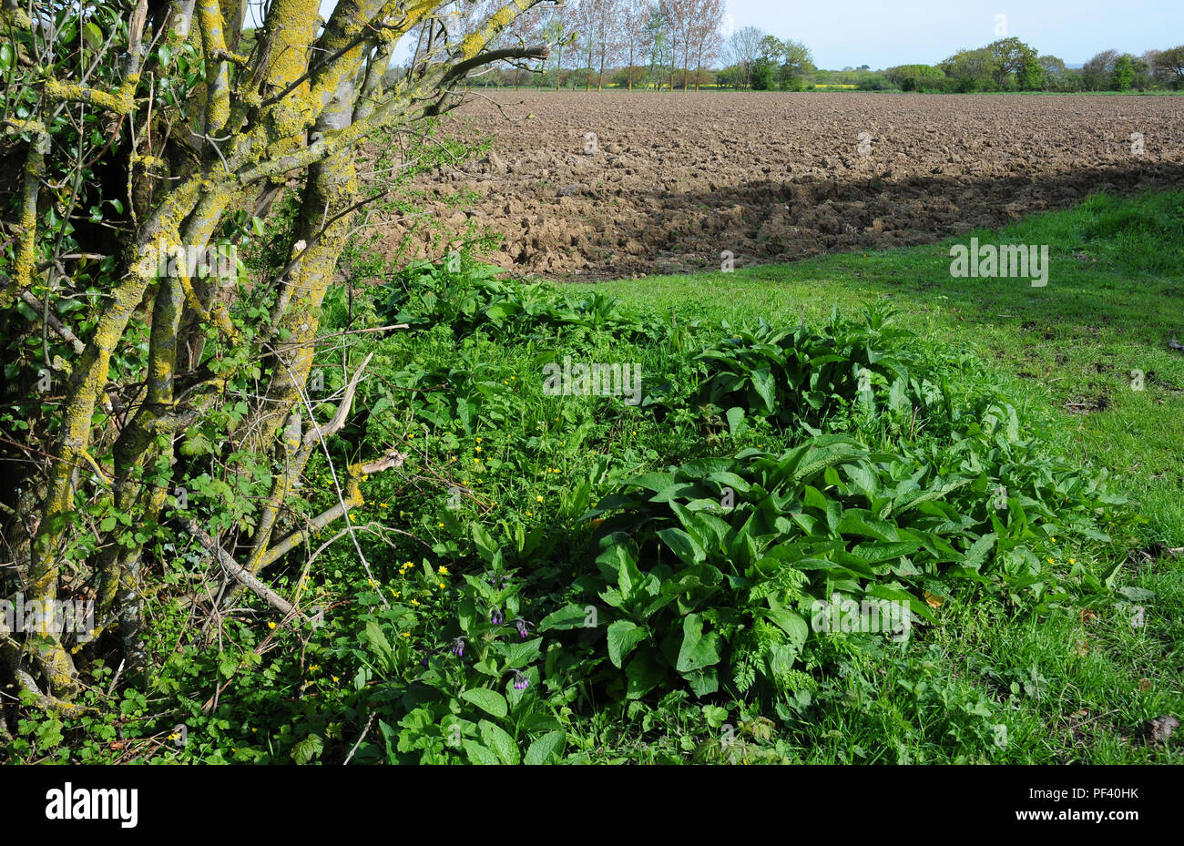 Terreni arati. I margini del campo in primavera, mostrando celandines, Ranunculus ficaria, ed emergenti comfrey comune, Symphytum offcinale. Foto Stock