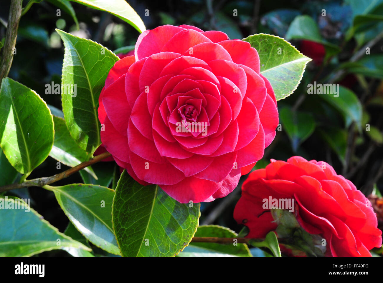 Camellia japonica "pizzo nero' Foto Stock