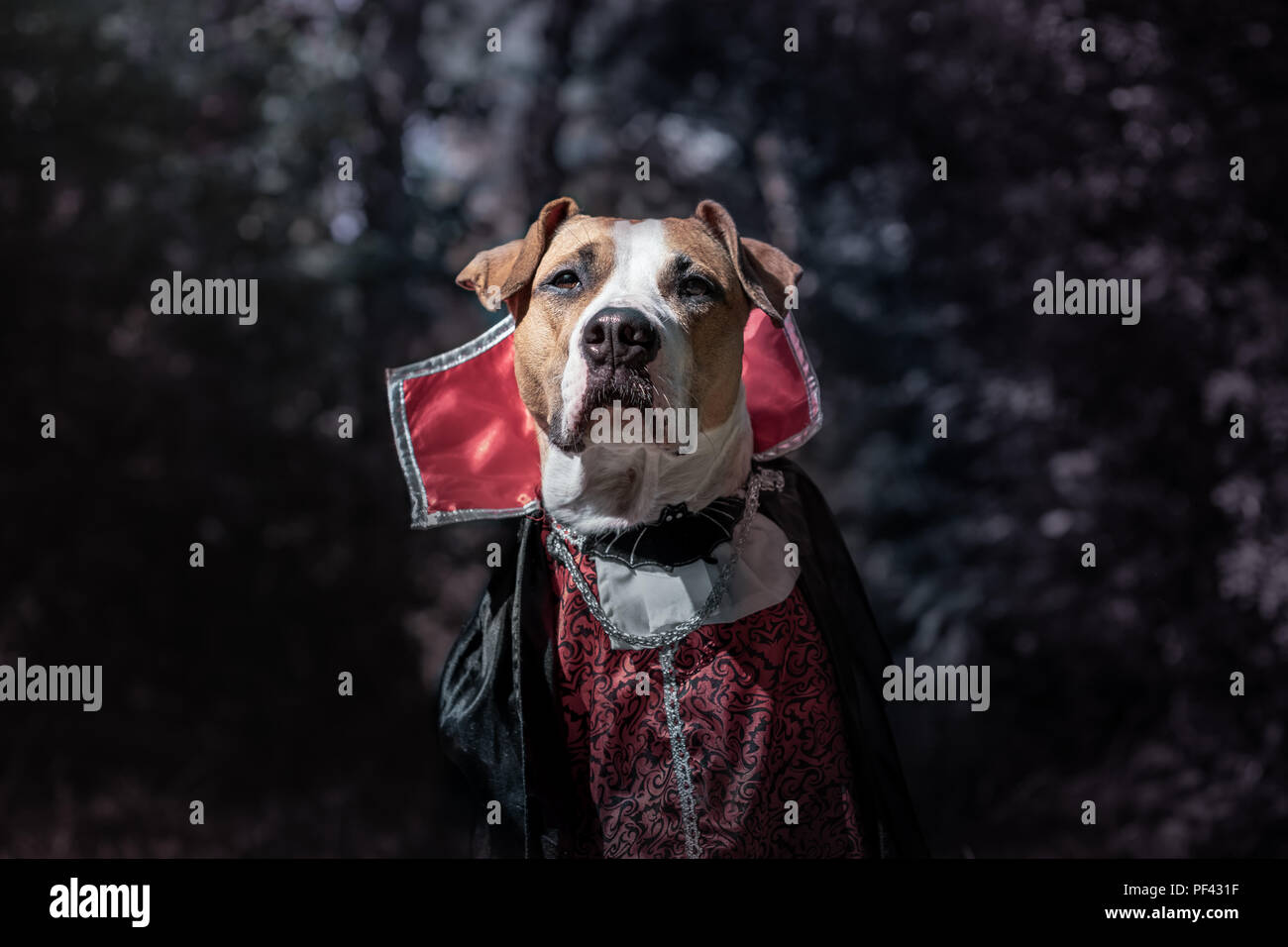 Cane bellissimo vestito come vampiro nel buio della foresta al chiaro di luna. Carino staffordshire terrier puppy in costume di halloween del vampiro spaventoso nei boschi, shot Foto Stock