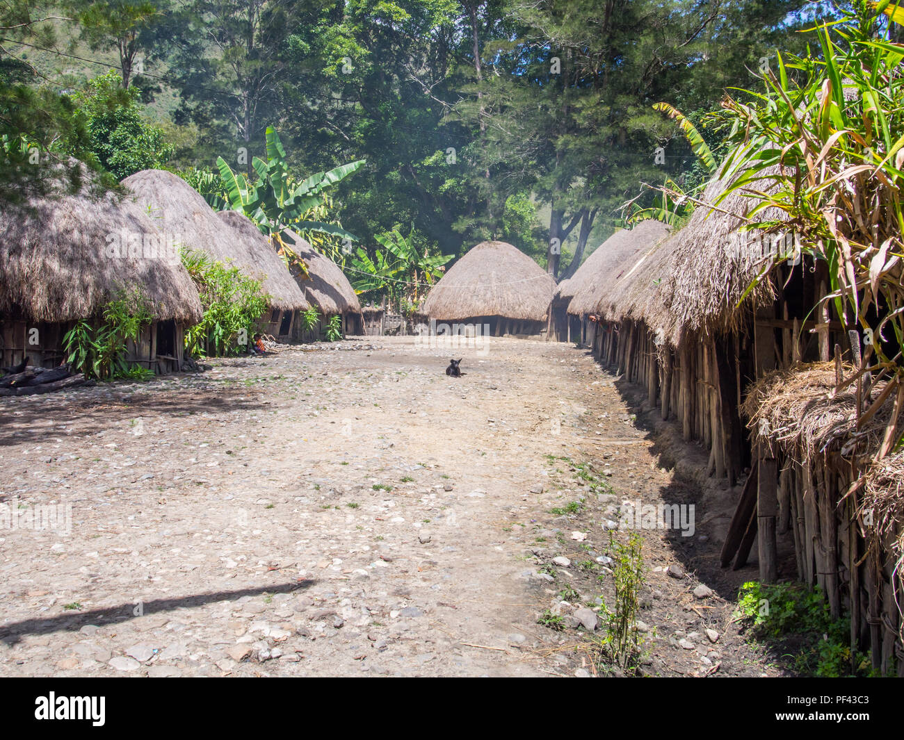 Wamena, Indonesia - 23 Gennaio 2015: Cottage coperto con foglie secche di banana nella tribù Dani village. Anche ortografato Ndani. Dani tribù home in Bal Foto Stock