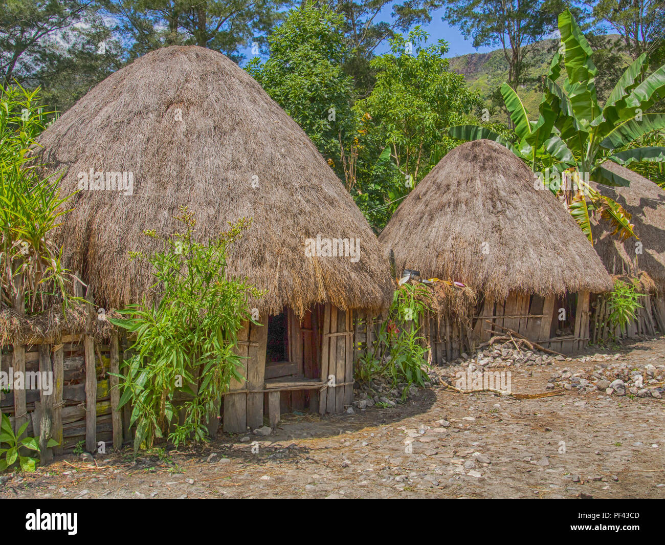 Wamena, Indonesia - 23 Gennaio 2015: Cottage coperto con foglie secche di banana nella tribù Dani village. Anche ortografato Ndani. Dani tribù home in Bal Foto Stock