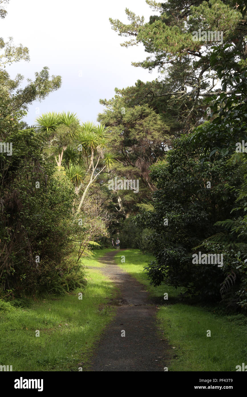 Kawa Glade, Titirangi Foto Stock