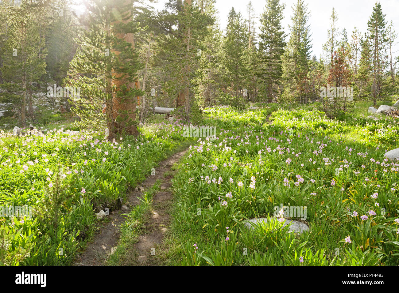 Pacific Crest Trail passando attraverso un campo di Sierra shooting star fiori in Kings Canyon National Park California Foto Stock