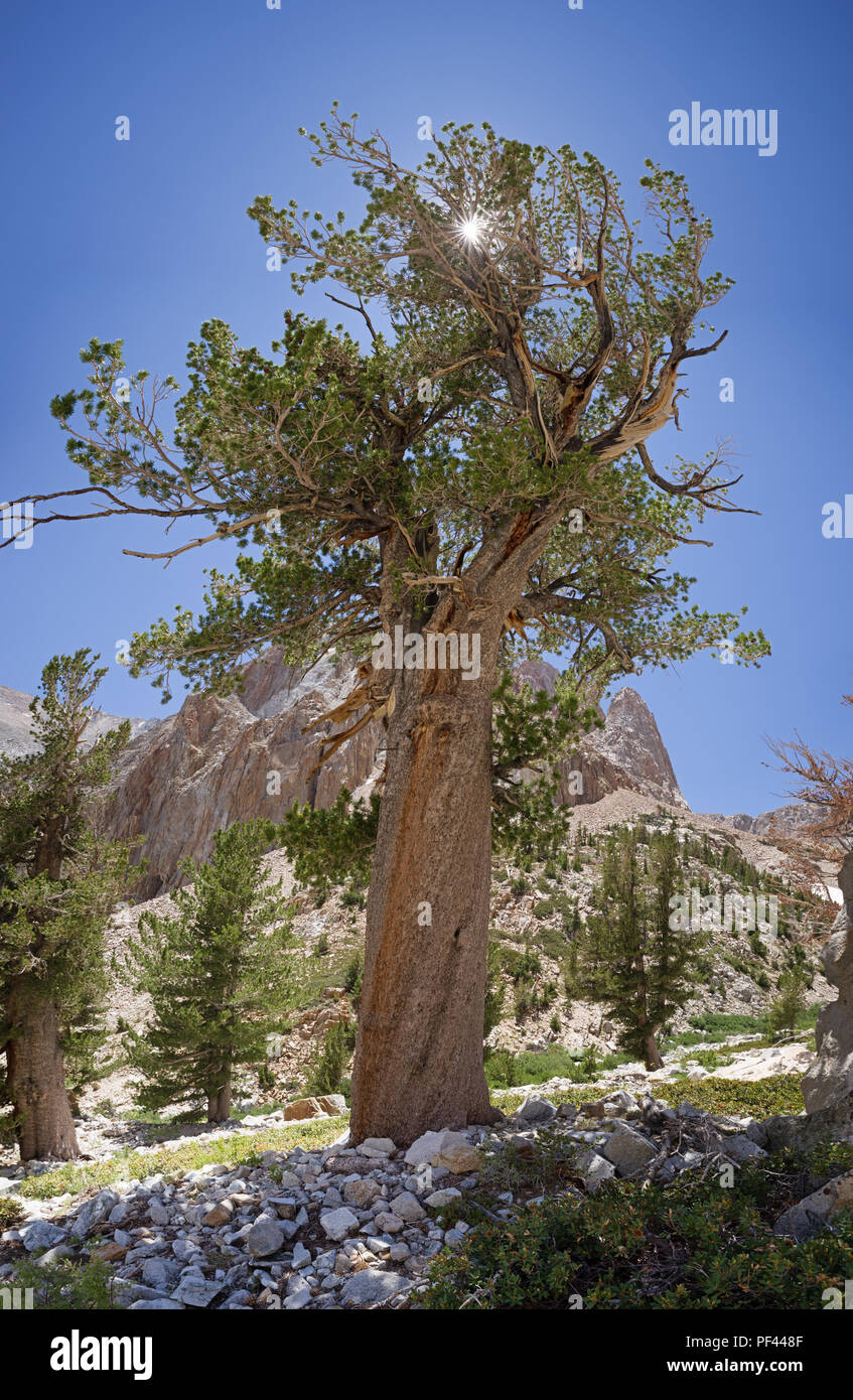 Il vecchio albero di pino, con il sole che splende attraverso i rami sulla strada Taboose passano nelle montagne della Sierra Nevada della California Foto Stock