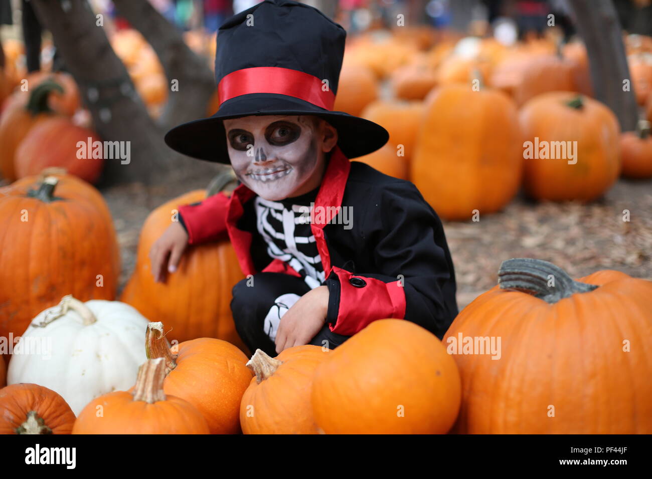 Dolcetto o scherzetto. Ragazzo in un costume di Halloween di scheletro con hat e smocking tra zucche arancione Foto Stock