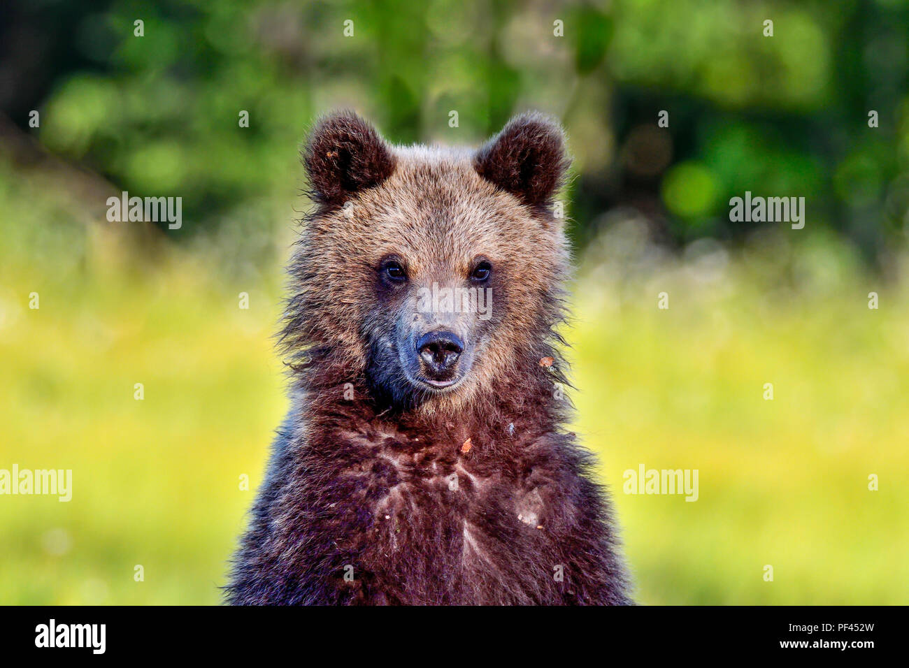 Brown bear cub è venuto al check out fotografo (all'interno della pelle). Cub doveva riposare fino a ottenere una migliore comprensione (e odore). Foto Stock