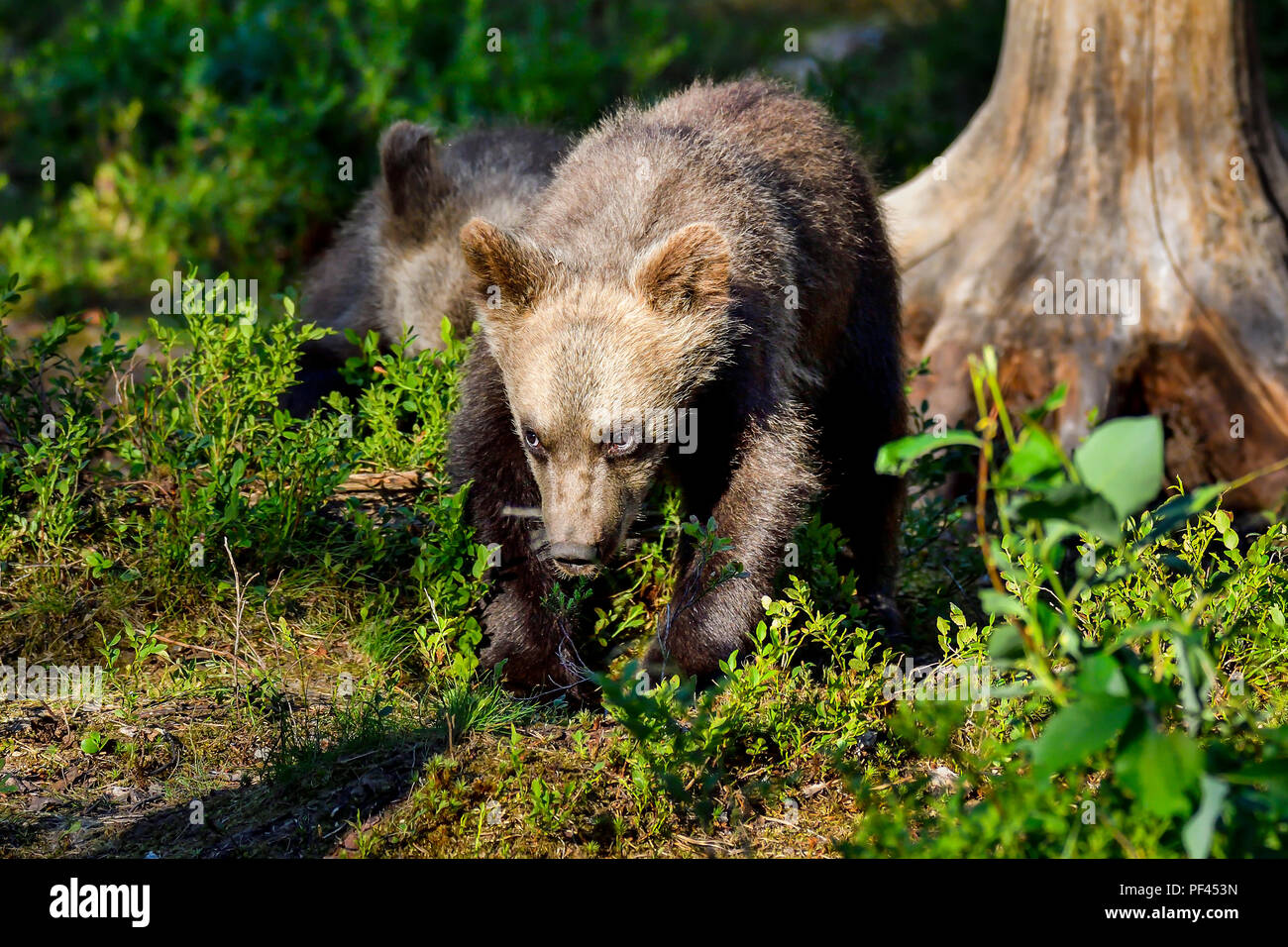 Brown Bear Cub ha curiosità e mostra già un po' di determinazione nei suoi occhi. Foto Stock