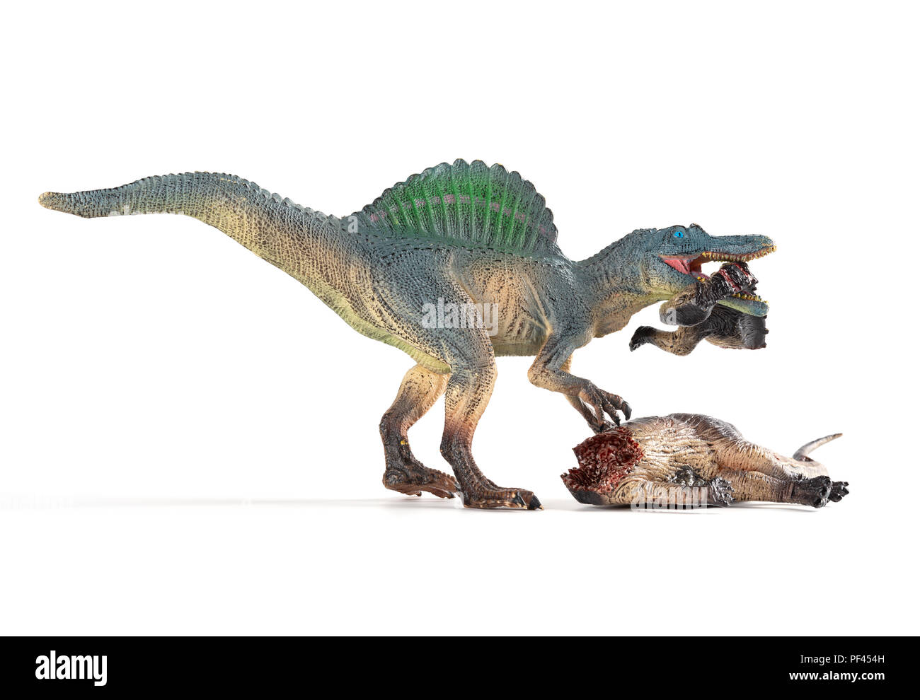 Spinosaurus mordere un corpo di dinosauro su sfondo scuro Foto Stock