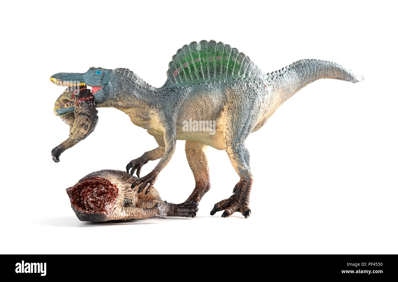 Spinosaurus mordere un corpo di dinosauro su sfondo scuro Foto Stock