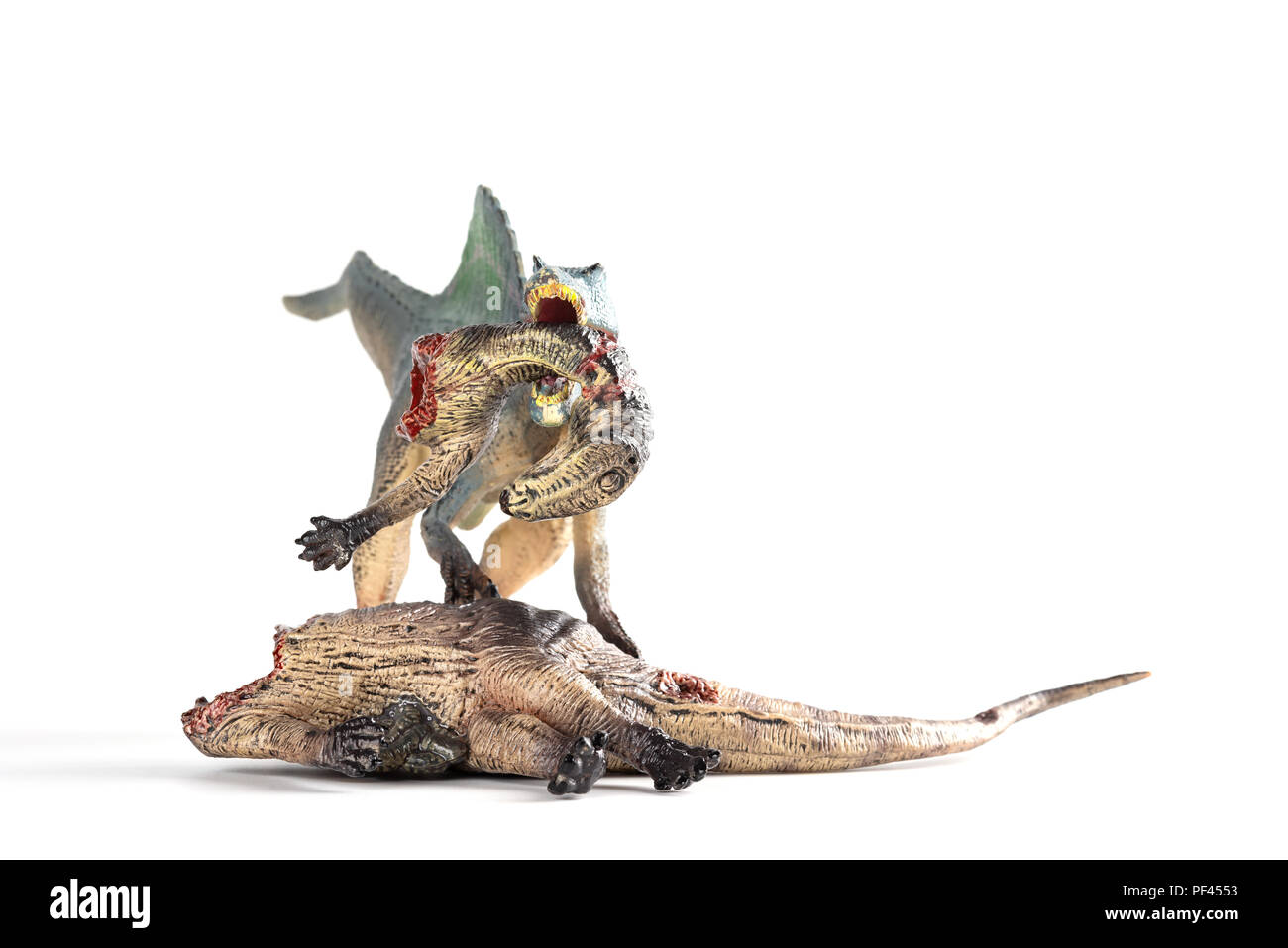 Vista frontale spinosaurus mordere un corpo di dinosauro su sfondo bianco Foto Stock