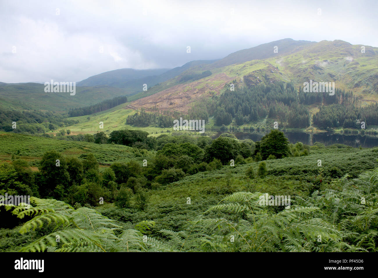 La lussureggiante vegetazione e la vista sul Glen Trool verso Loch Trool di Galloway Forest Park nel sud della Scozia. Foto Stock