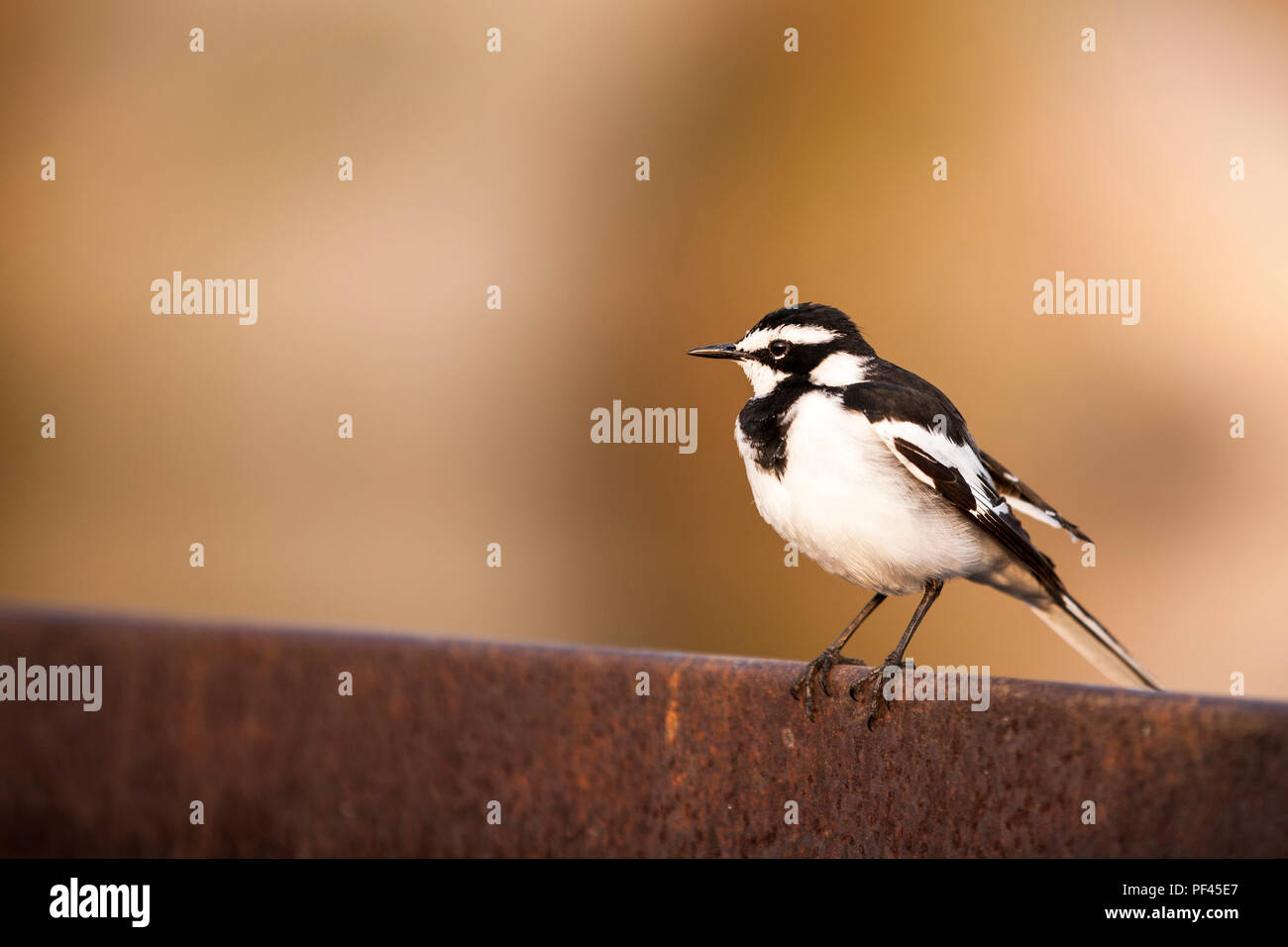 Capped Wheatear Foto Stock