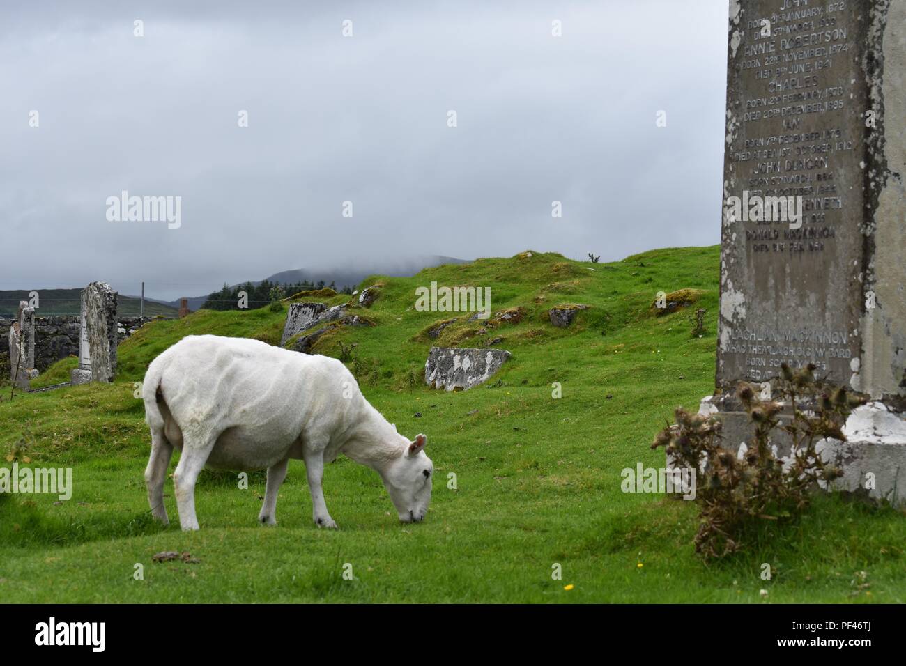 Pecore al pascolo a Cill Chriosd, Isola di Skye in Scozia Foto Stock