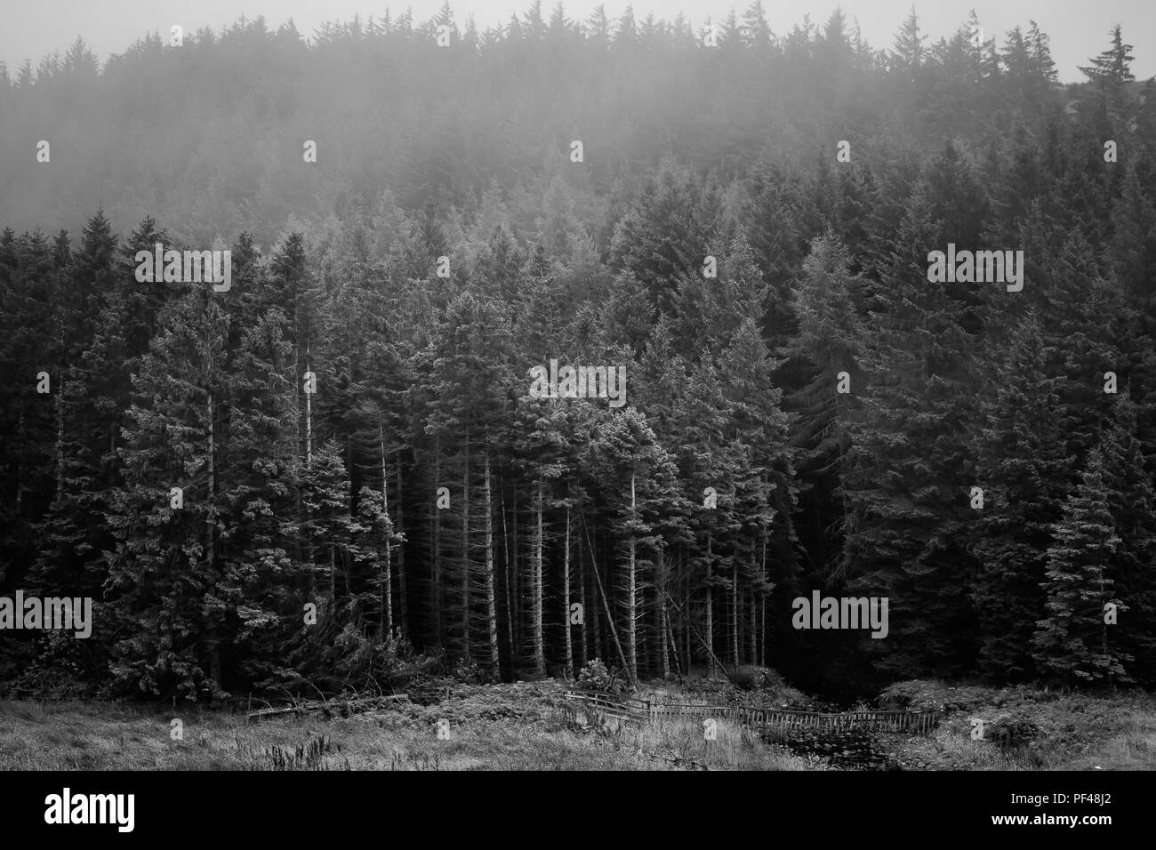 College Valley, Cheviot. Foto Stock