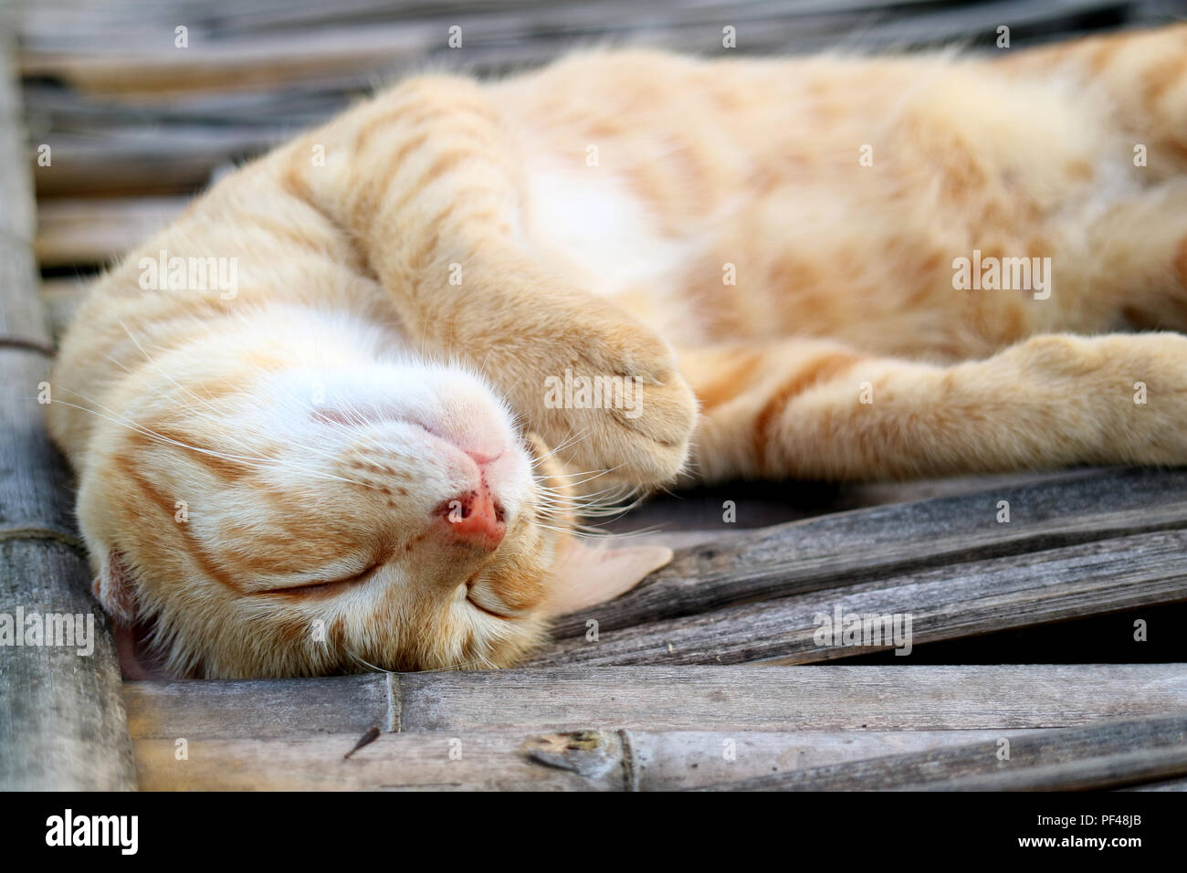Carino pigro marrone chiaro Cat sonnecchiare sul ponte di bambù Foto Stock