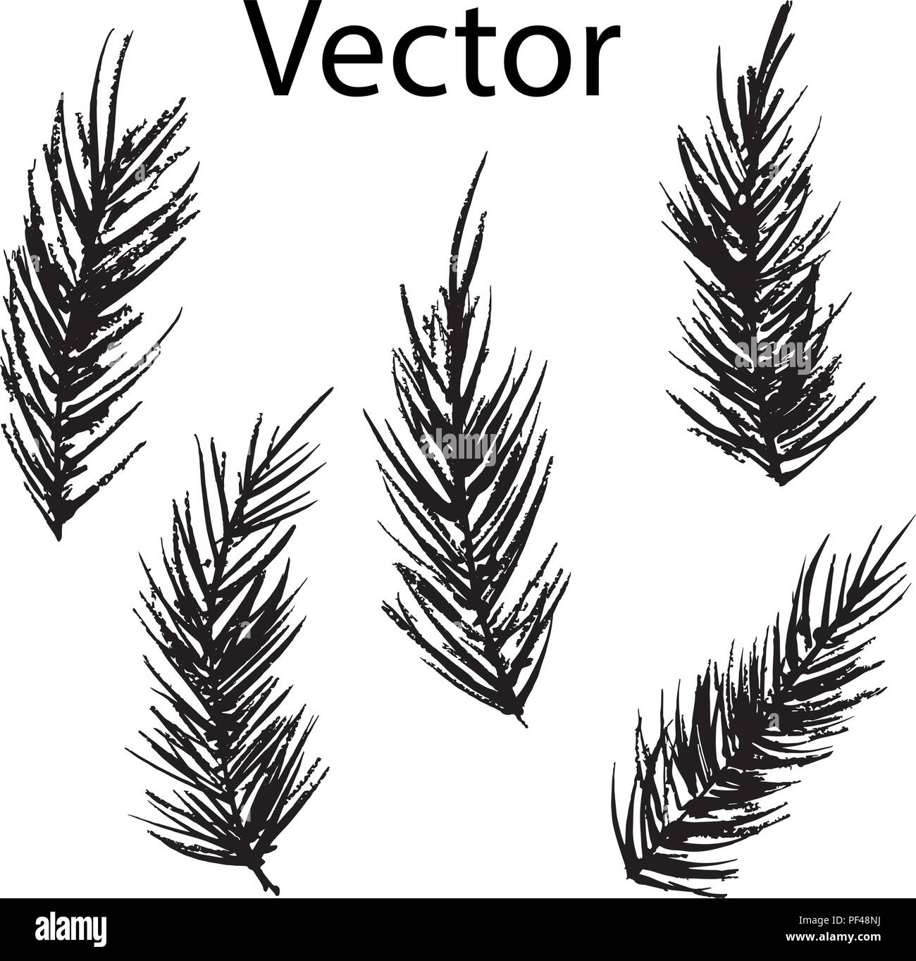 Set di vettore di piume di uccelli per la decorazione e il design Illustrazione Vettoriale