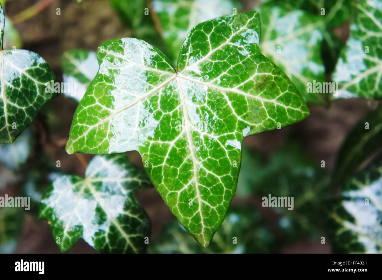 Wet foglie d'Edera nel giardino dopo la pioggia il sole Foto Stock