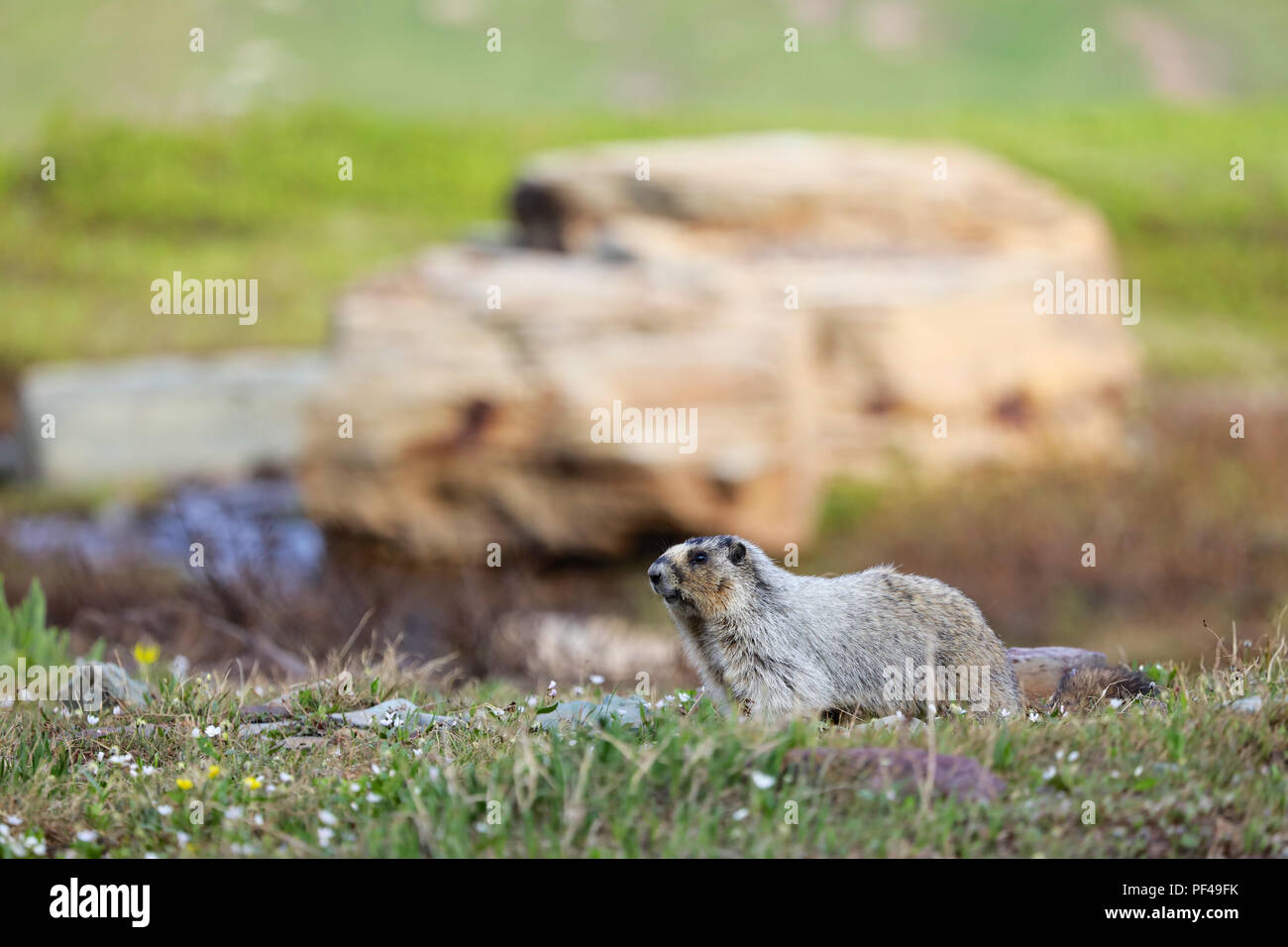 Annoso marmotta in prato alpino nel Parco Nazionale di Glacier, Montana Foto Stock